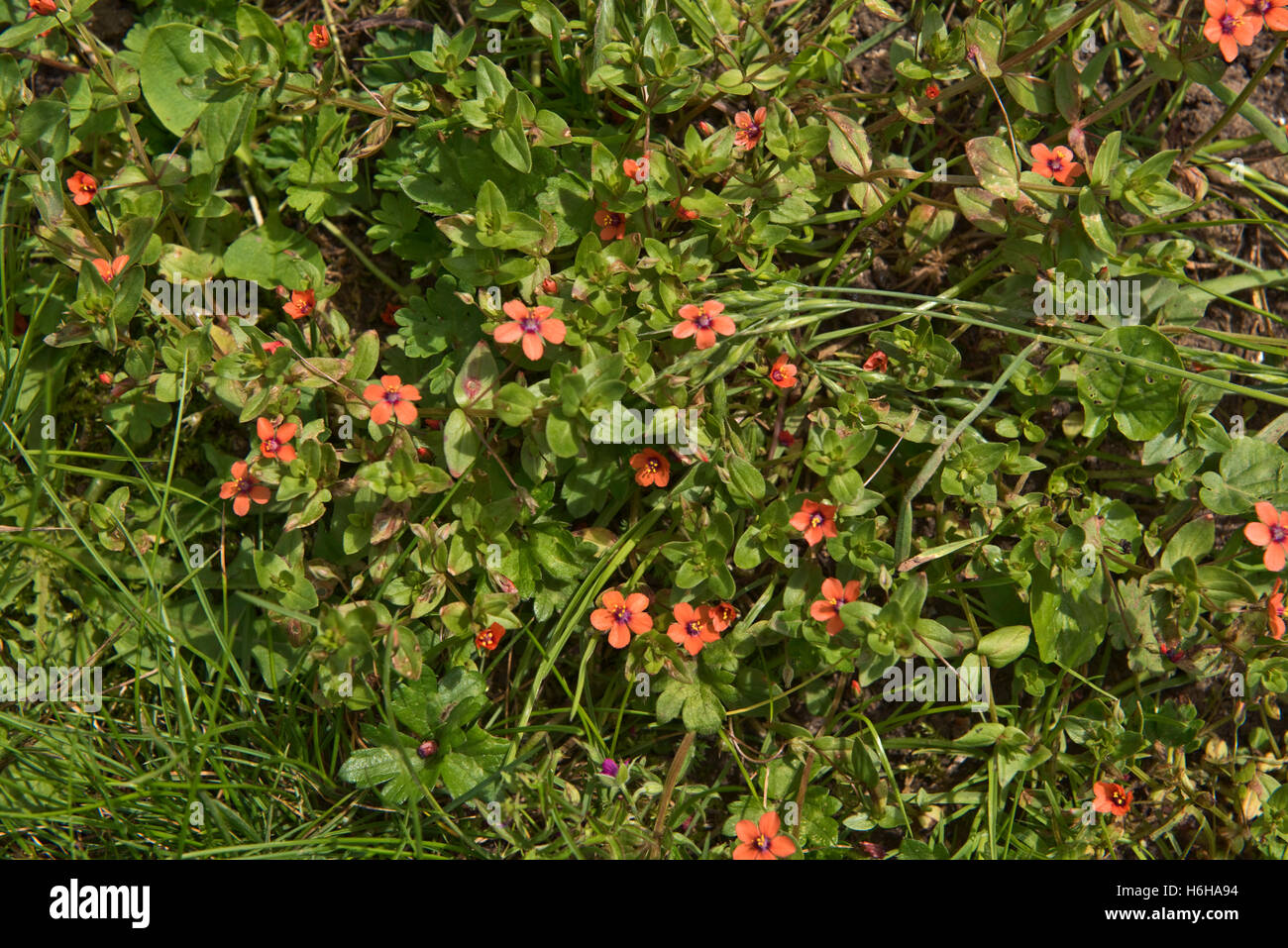 Eine blühende Pflanze von Scarlet Pimpernel, Anagallis Arnensis, eine einjährige landwirtschaftliche Pflanze, Berkshire, Juli Stockfoto