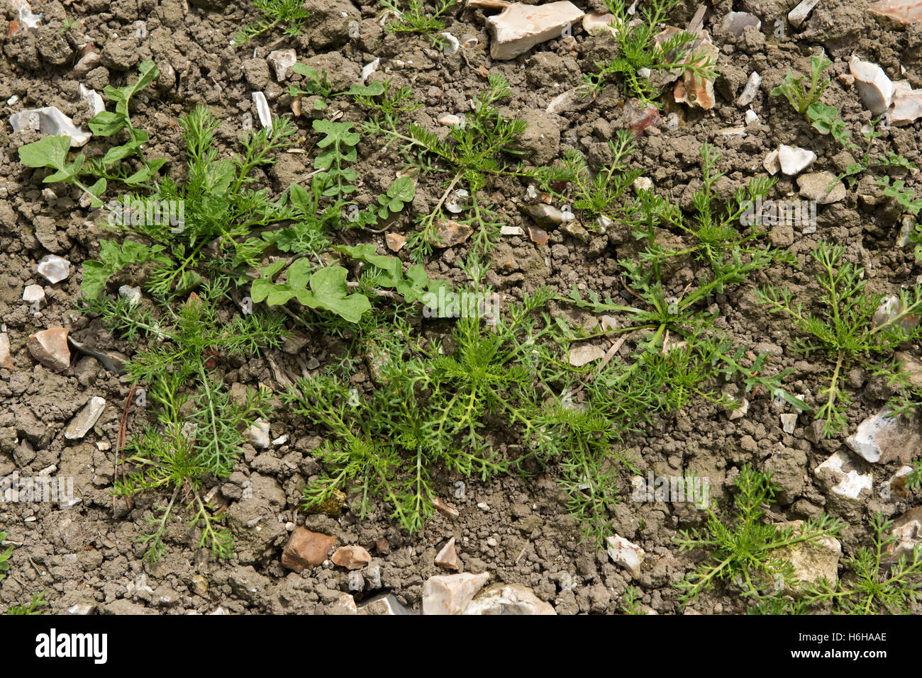 Gemischte jährliche landwirtschaftliche breitblättrigen Unkraut Sämlinge und Jungpflanzen auf steinigen Saatbeet, Juli Stockfoto