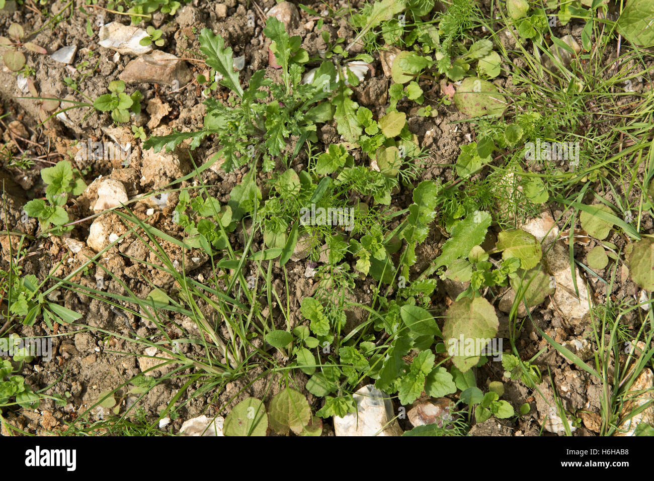 Gemischte jährliche landwirtschaftliche breitblättrigen Unkraut Sämlinge und Jungpflanzen auf steinigen Saatbeet, Juli Stockfoto