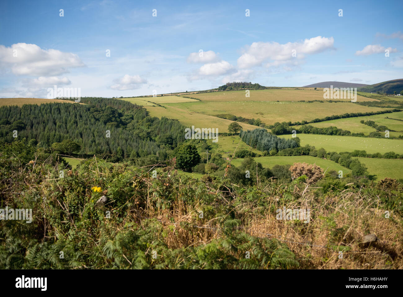 Die hügelige Landschaft mit Bauern Felder in der Republik Irland. Die Landschaft ist üppig und grün. Stockfoto