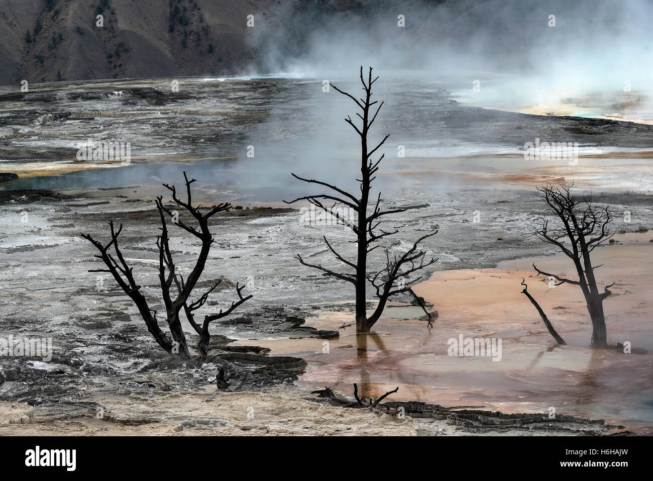 Yellowstone NP, Wyoming, USA, Mammut, heiße Quellen, Amor Frühling Stockfoto