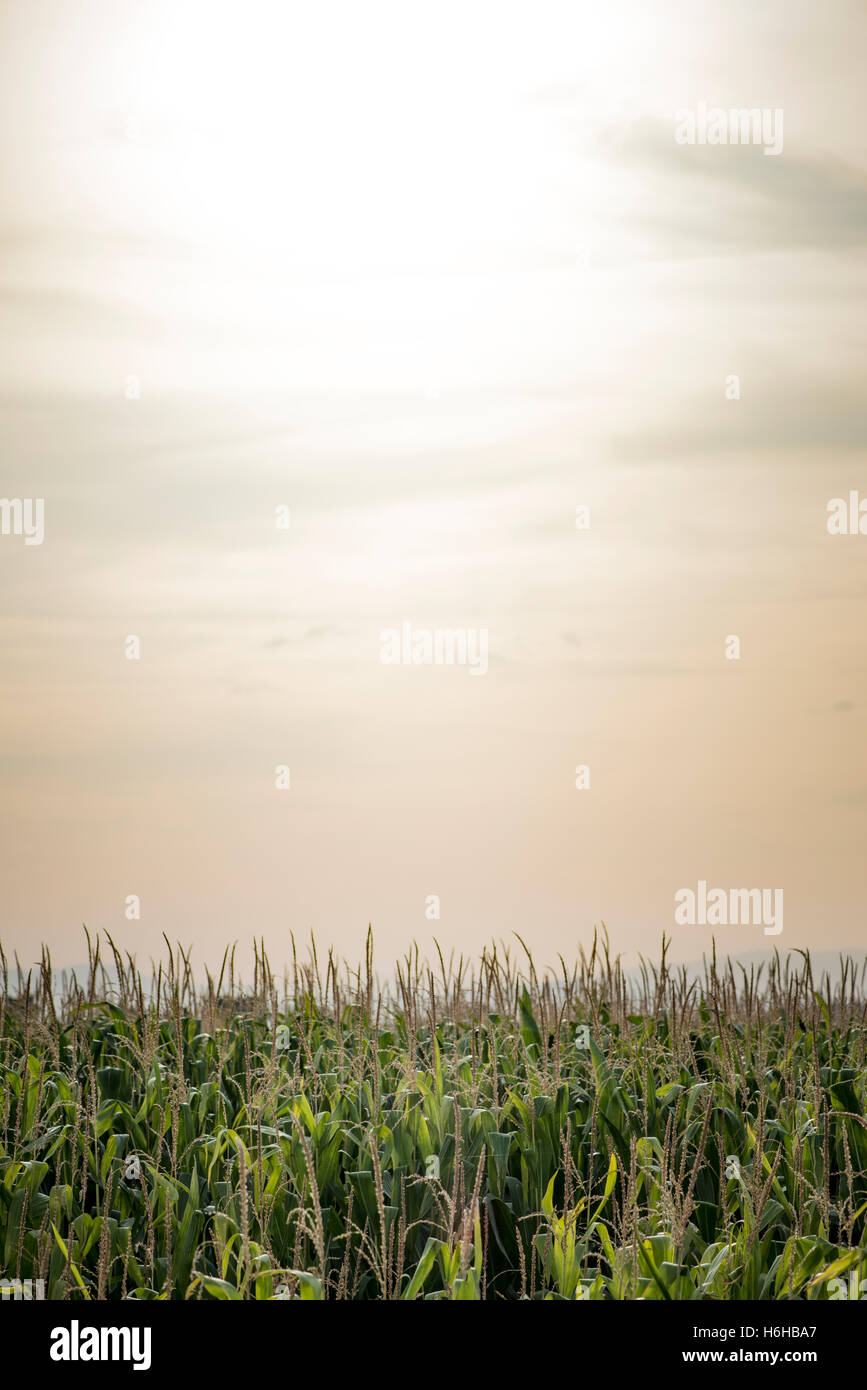 Anpflanzungen von Mais und sonnigen Himmelshintergrund Stockfoto