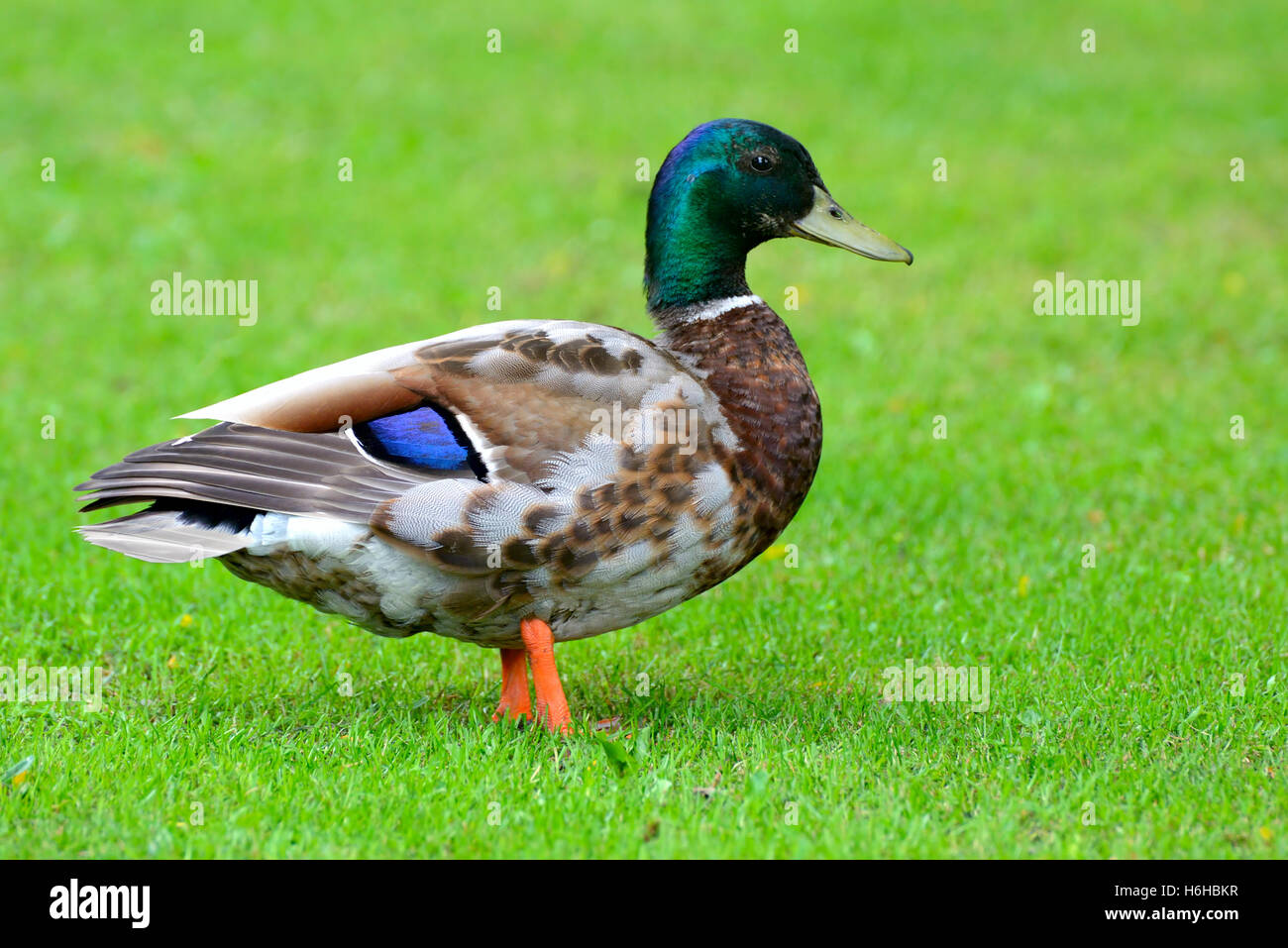 Mehrfarbige Wildente auf Hintergrund von grünem Rasen Stockfoto