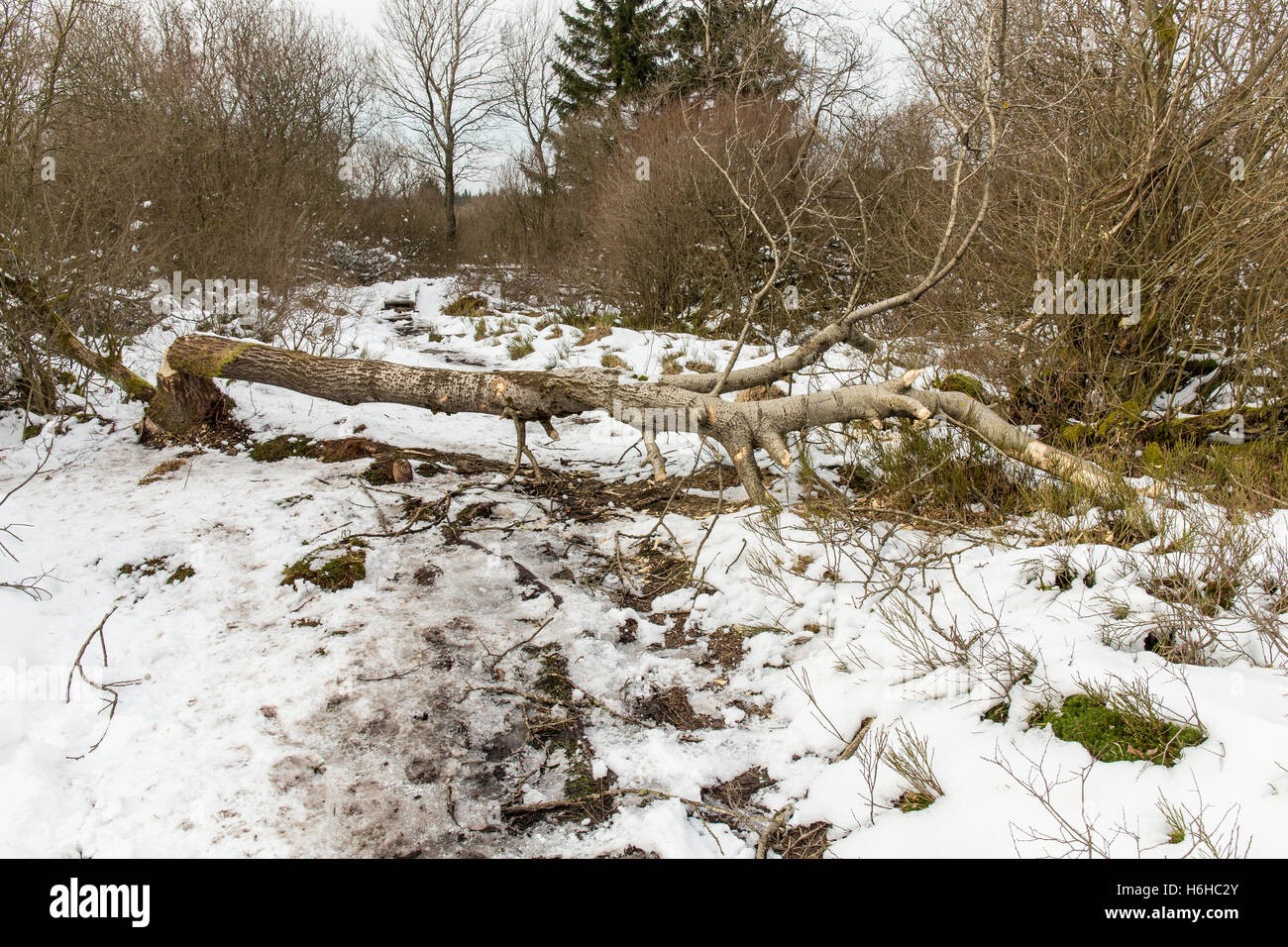 Biber beißen Markierungen auf einem Baum im hohen Venn, Hautes Vagnes, Hohes Venn, Eifel Stockfoto