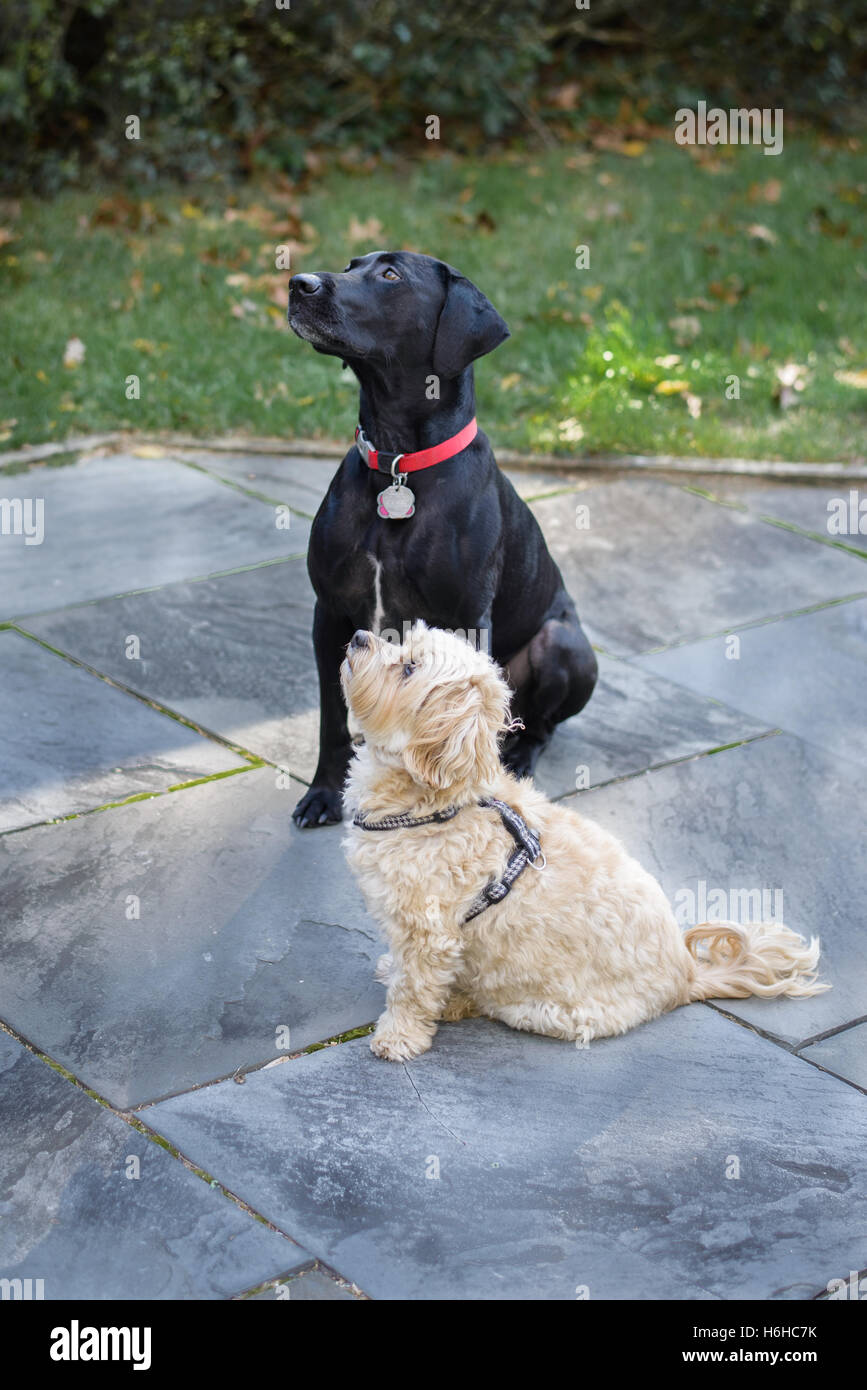 2 Hunde mit Blick auf ihren Meister Stockfoto