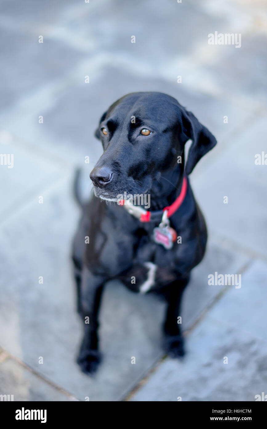 Schwarzer Hund sitzend auf Platte Stockfoto