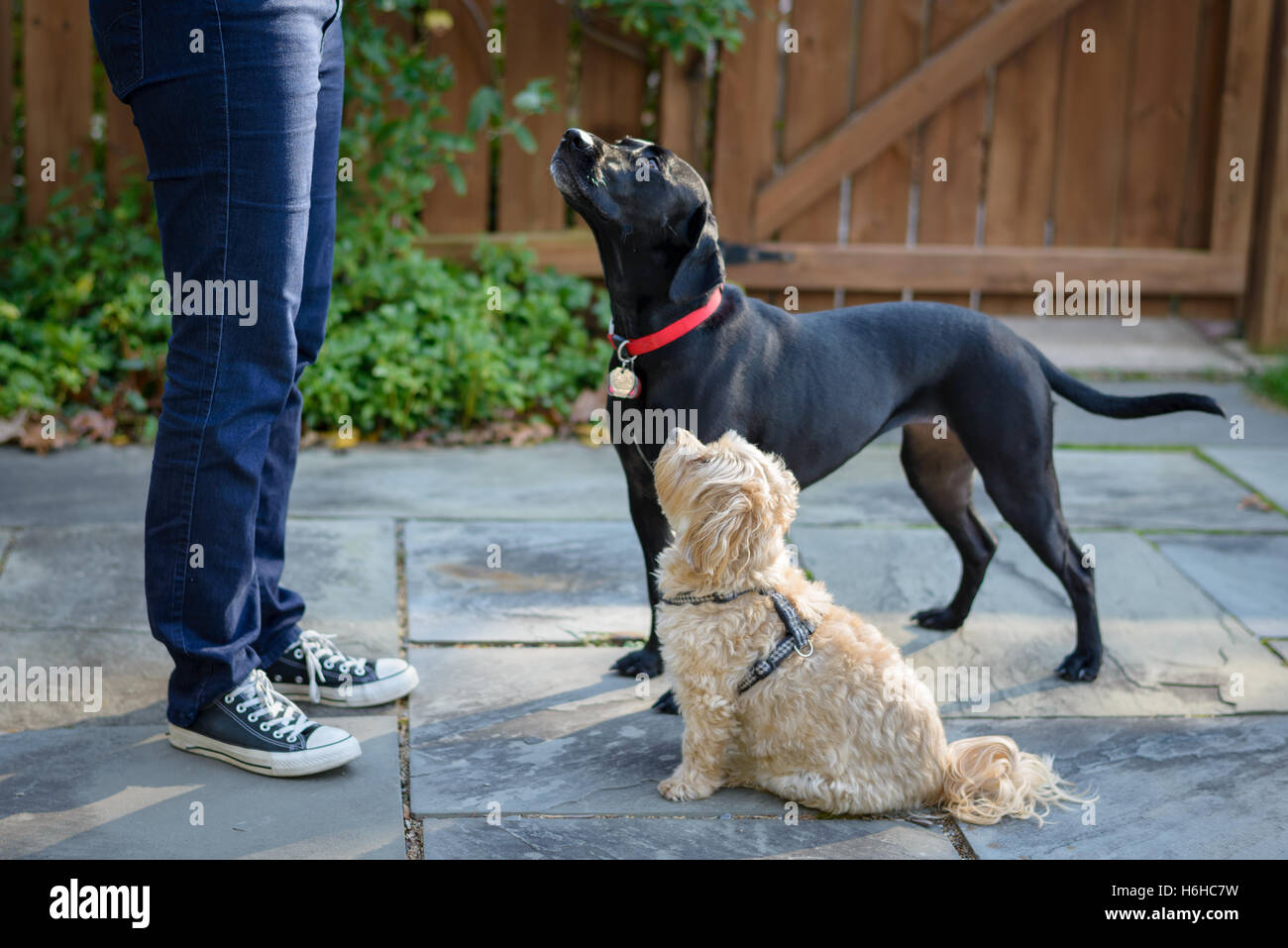 2 Hunde Waitng für eine Behandlung Stockfoto
