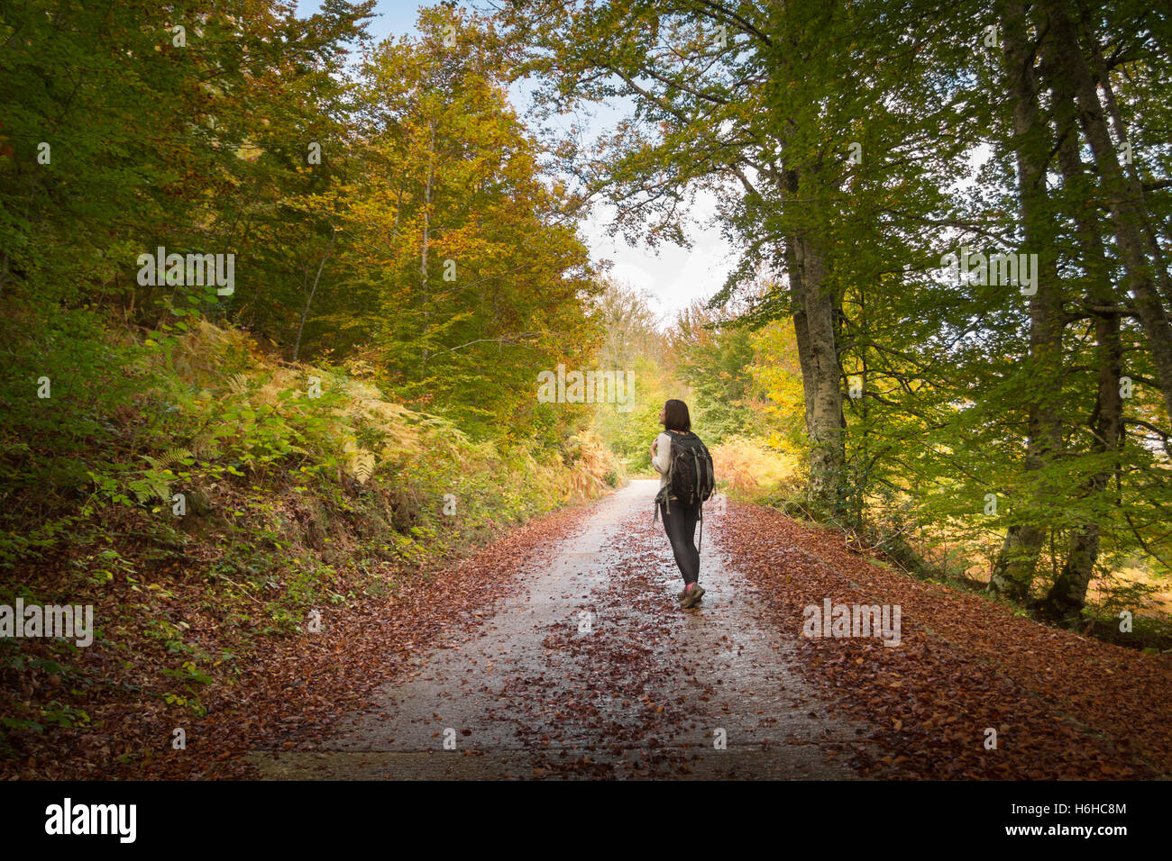 Frau Backpacker Wandern und Herbst im Irati Wald. Stockfoto