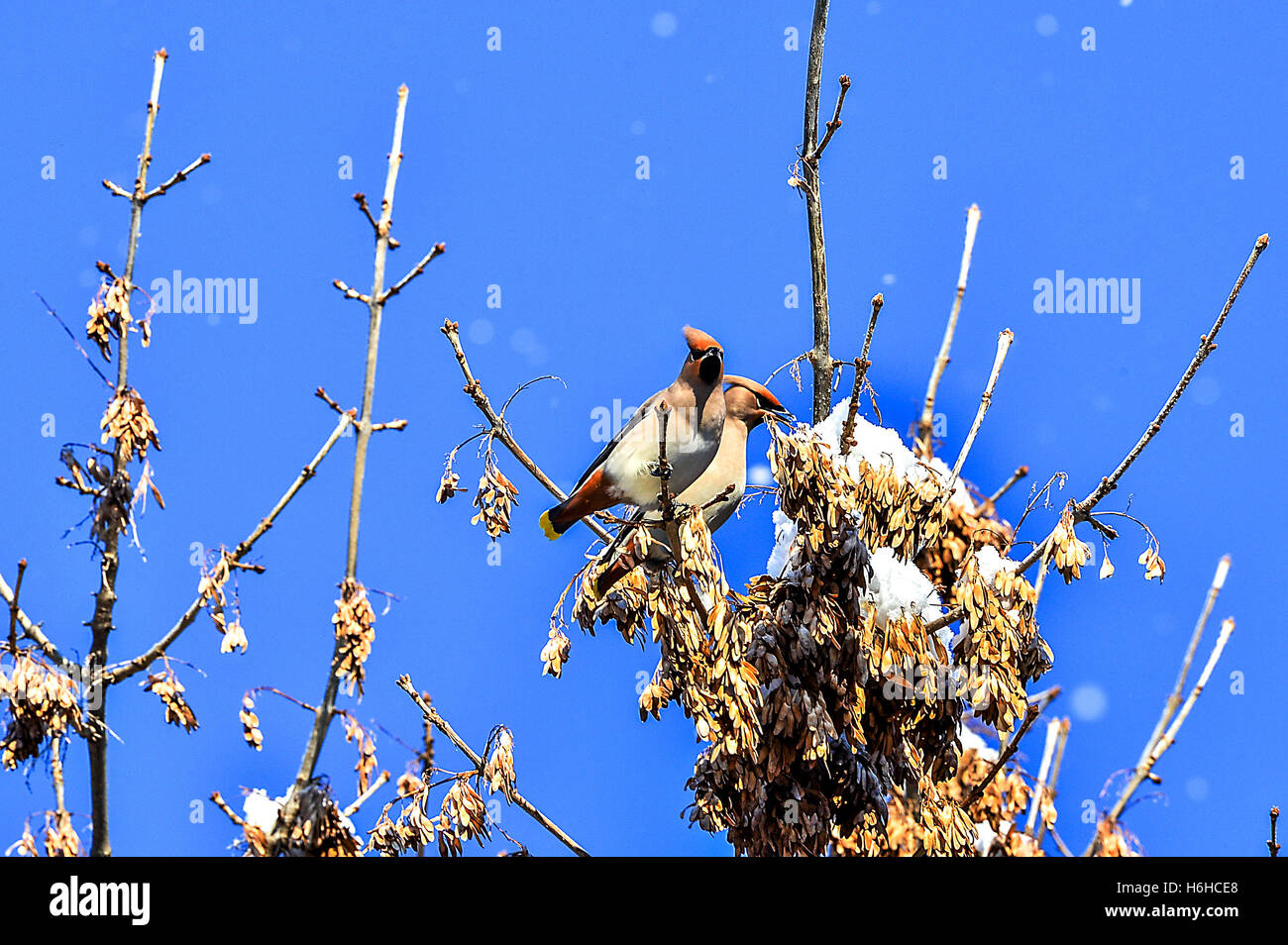 Winterlandschaft mit Vögel füttern auf Ästen. Stockfoto