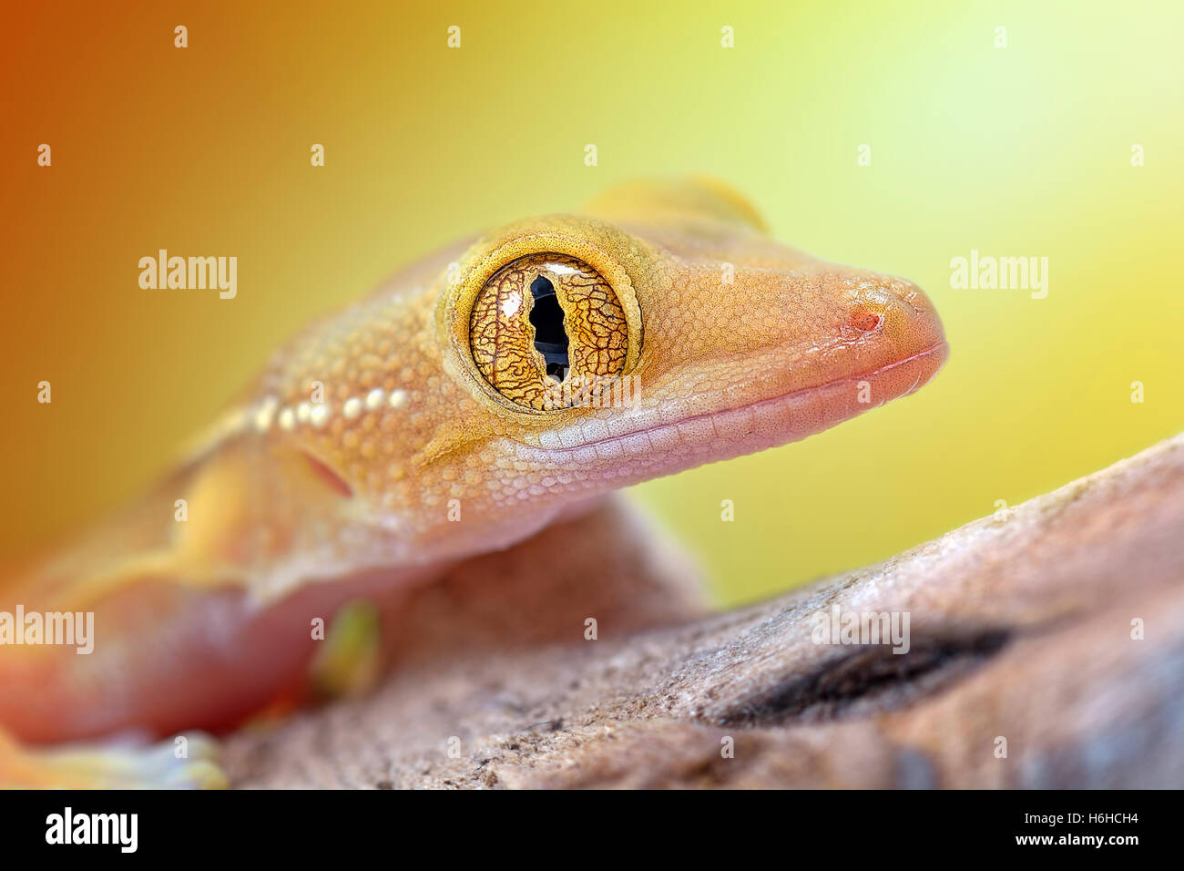 Erstaunliche Gekko Vittatus Makro gecko Stockfoto