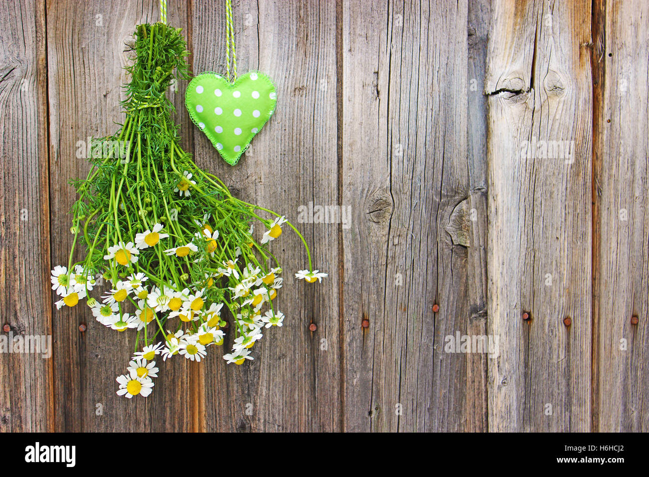 Ein Bouquet von frischen Kamillen und ein von Hand genäht Stoff-Herz hängt an einer Holzwand Stockfoto