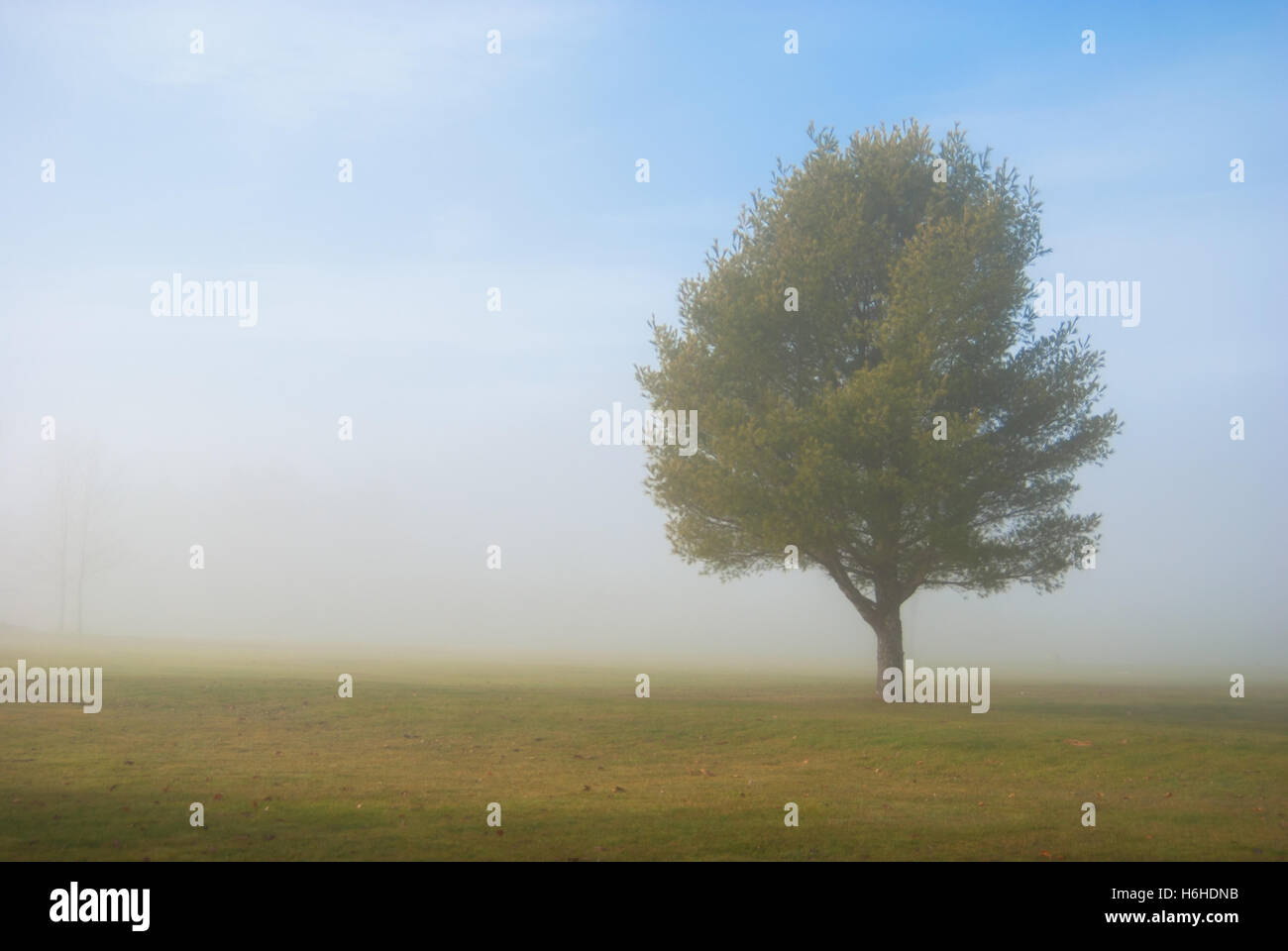 Ruhig und nebligen Baum in einem Feld Stockfoto