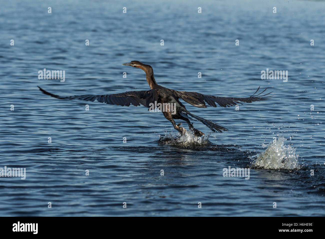 Afrikanische Darter (Anhinga Rufa) beginnt aus dem Wasser, Moremi Game Reserve, Wildlife Reserve, Okavango Delta, Botswana Stockfoto