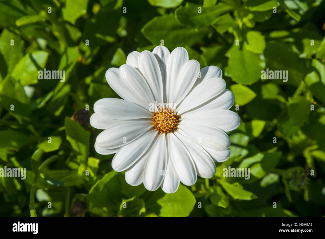Weiße afrikanischen Gänseblümchen (Osteospermum) blühen in Bayern, Deutschland Stockfoto