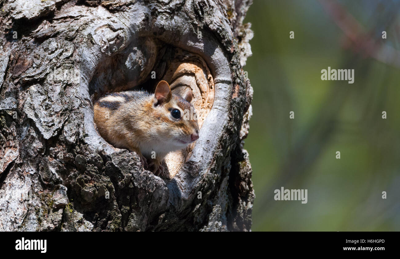Östliche Chipmunk (Tamias), kleinste Mitglied der Eichhörnchen-Familie kommt kommt aus seinem Versteck in seinem Loch in ein Ahornbaum Stockfoto