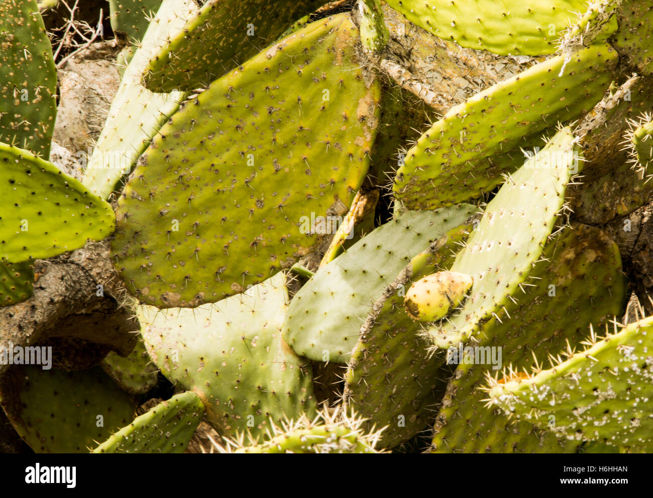 Botanische, Botonu, Kakteen Stockfoto