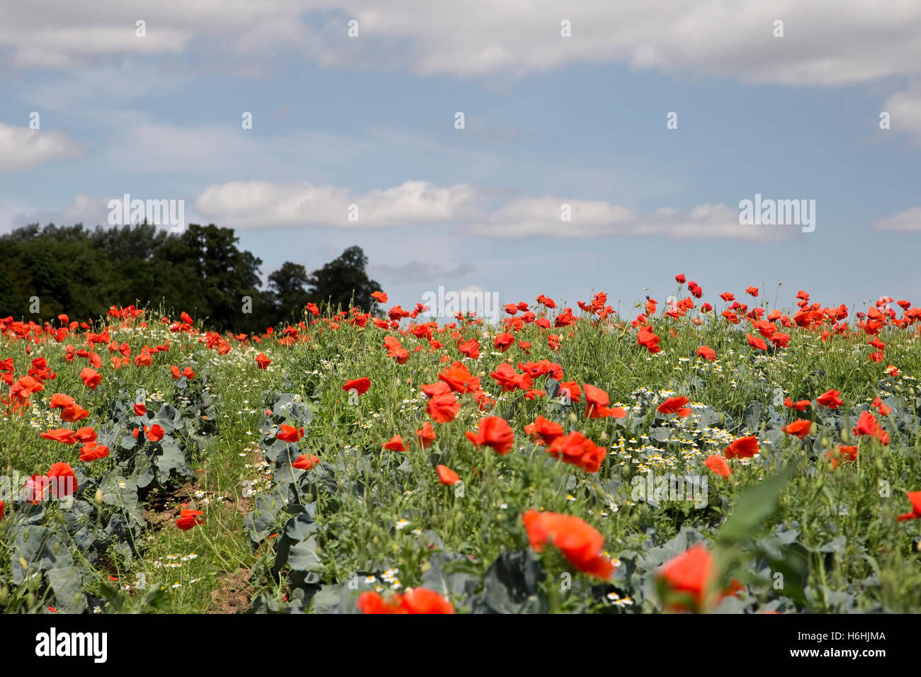 Nahaufnahme von einem Mohnfeld im Hochsommer mit blauem Himmel und flauschige weiße Wolken gesehen auf niedrigem Niveau Stockfoto