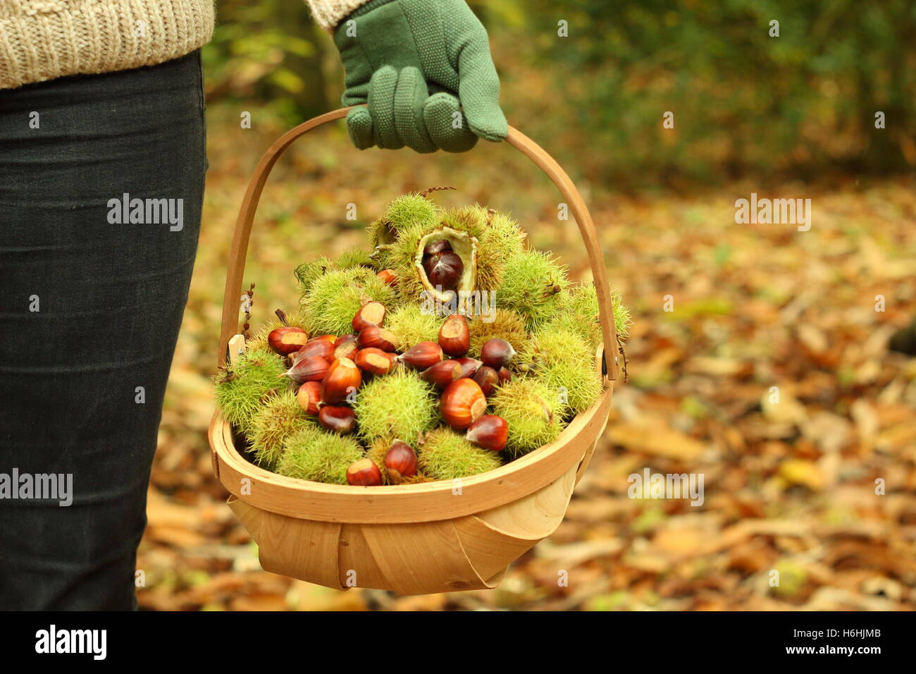 Ein Sammler trägt nur nahm Edelkastanien (Castanea Sativa) durch den alten Wald an einem schönen Oktobertag, England UK Stockfoto