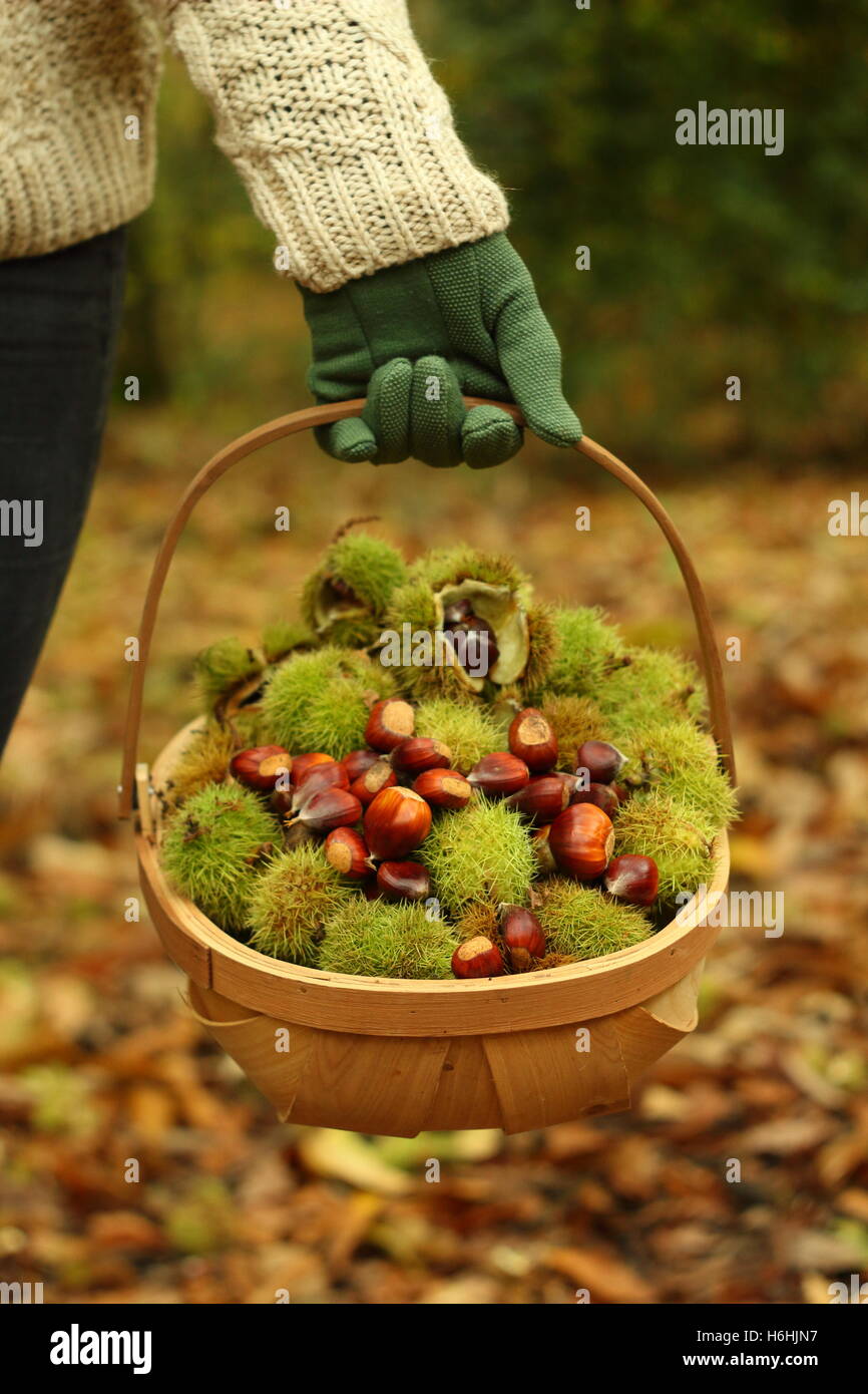 Frisch gesammelten Kastanien (Castanea Sativa), die in einem Trug durch alten Laubwald, Yorkshire, England UK durchgeführt Stockfoto