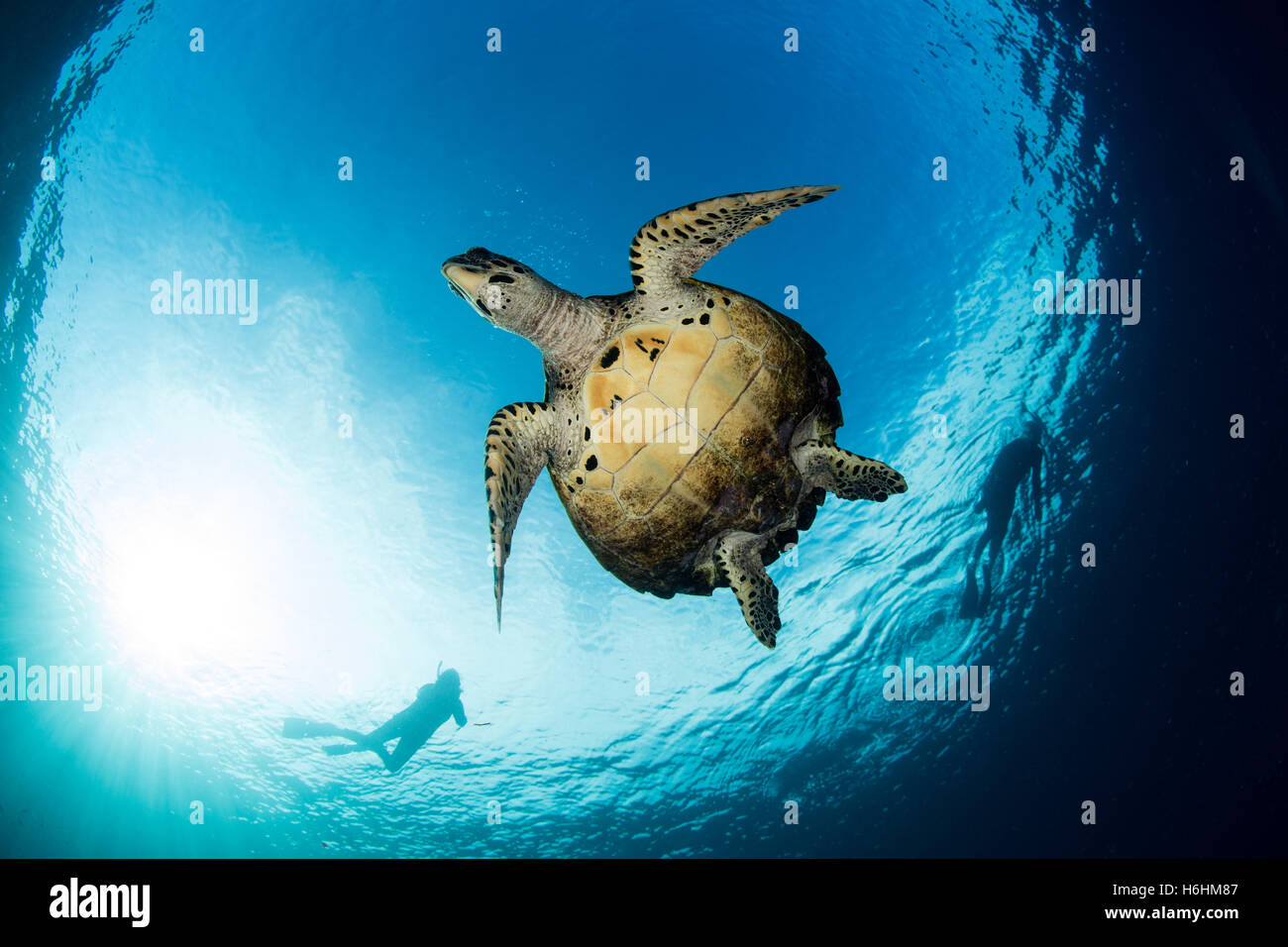 Eine echte Karettschildkröte schwimmt im blauen Wasser des tropischen Pazifiks. Diese marinen Reptilien ist eine bedrohte Art. Stockfoto