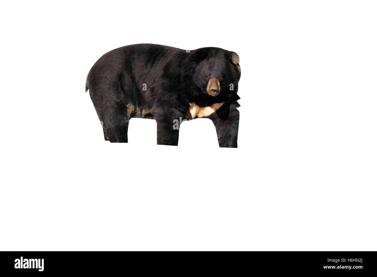 Asiatische Schwarzbären, Ursus Thibetanus, einziges Säugetier im Wasser Stockfoto