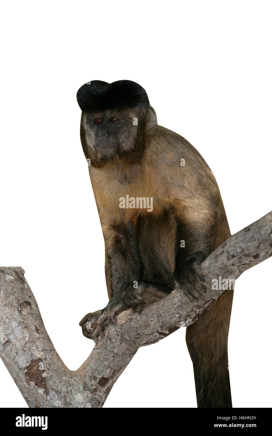 Brauner Kapuziner oder schwarz gestreift Kapuziner oder bärtigen Capuchin, Cebus Libidinosus, Hyazinthe Tal, Brasilien Stockfoto