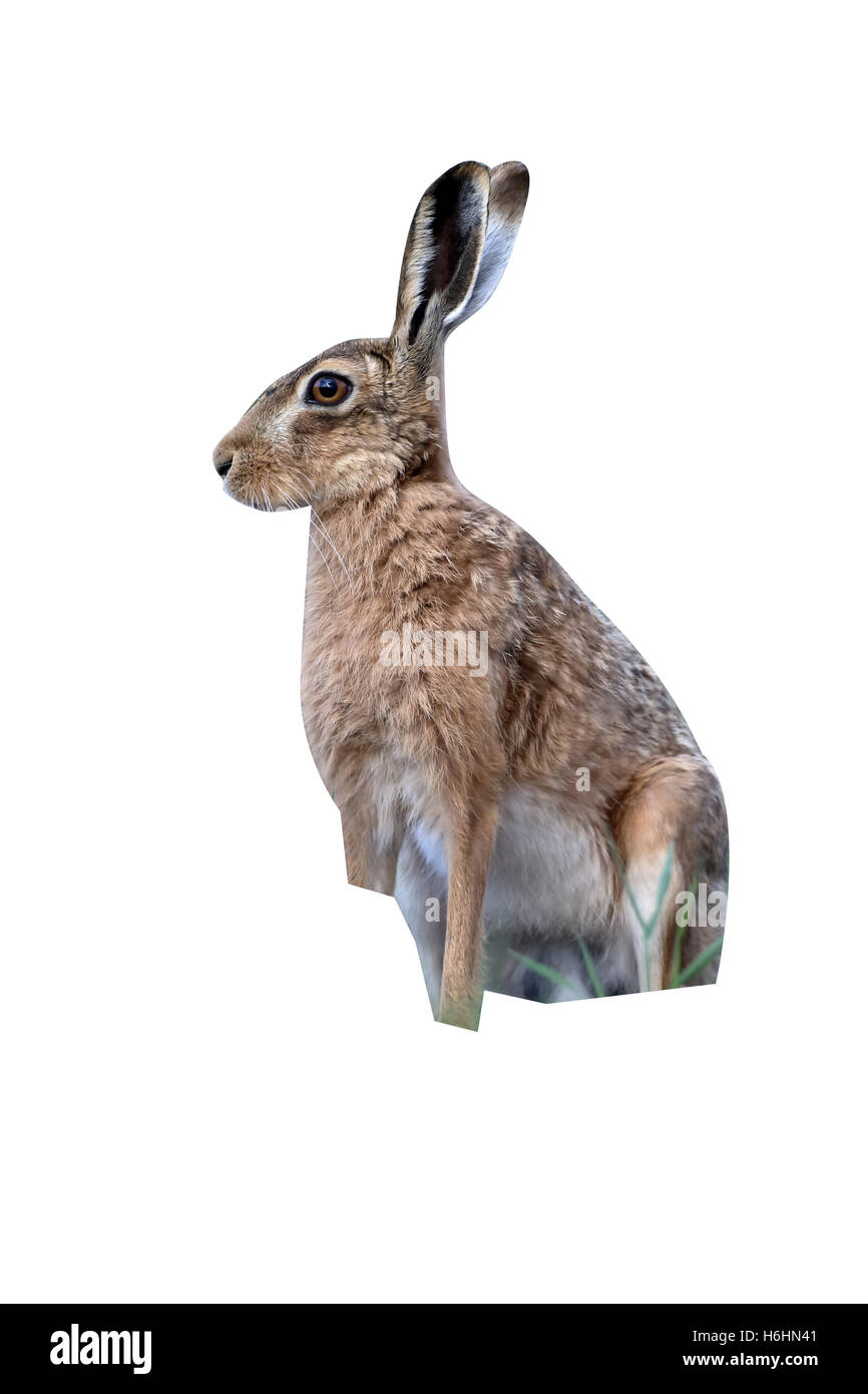 Feldhase Lepus Europaeus, einziges Säugetier, Warwickshire, Juni 2015 Stockfoto