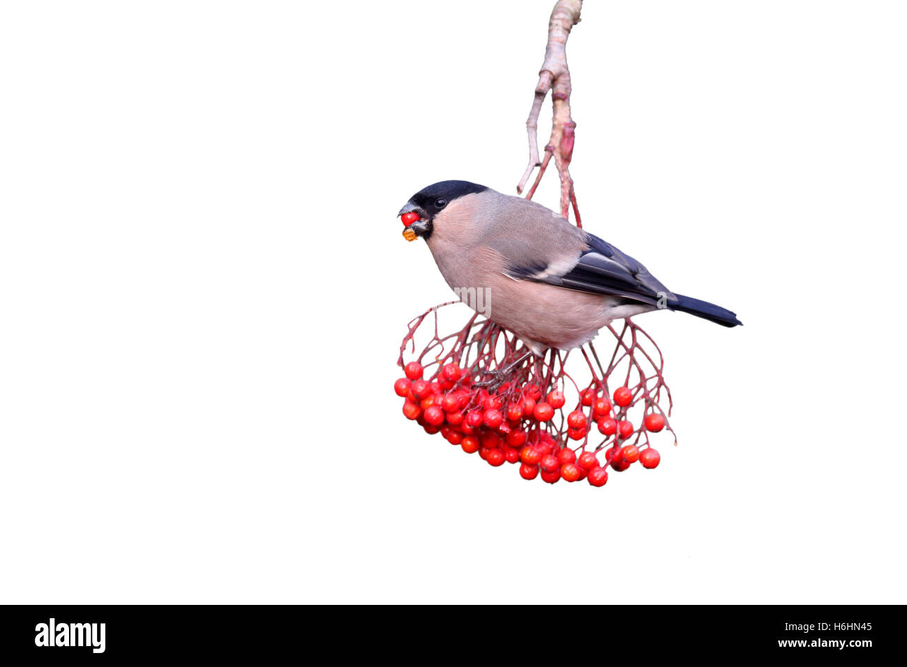 Gimpel, Pyrrhula Pyrrhula, alleinstehende Frau auf rote Beeren, Warwickshire, Januar 2015 Stockfoto