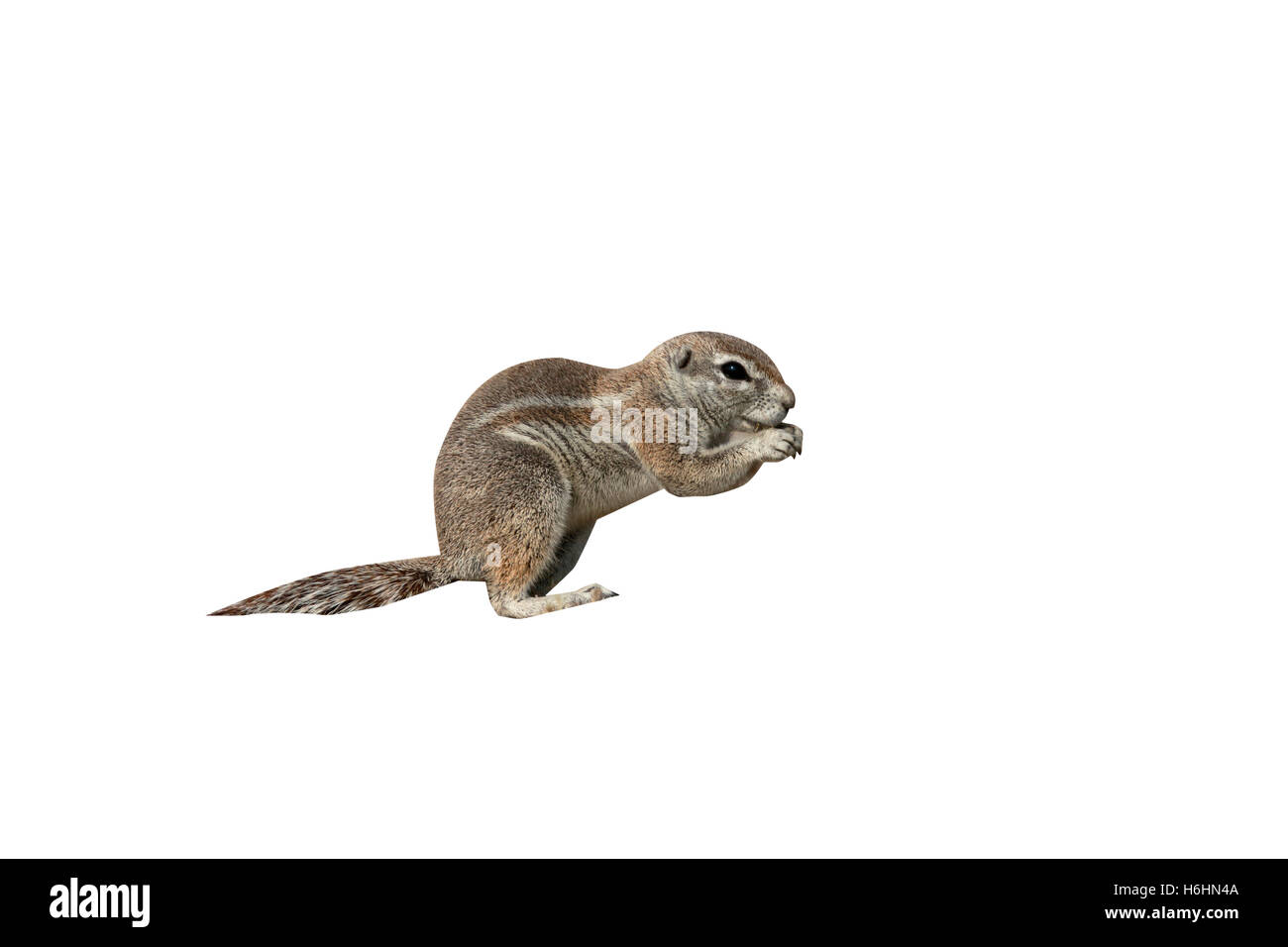 Cape Grundeichhörnchen, Xerus Inauris, einziges Säugetier im Stock, Süd-Afrika, August 2016 Stockfoto