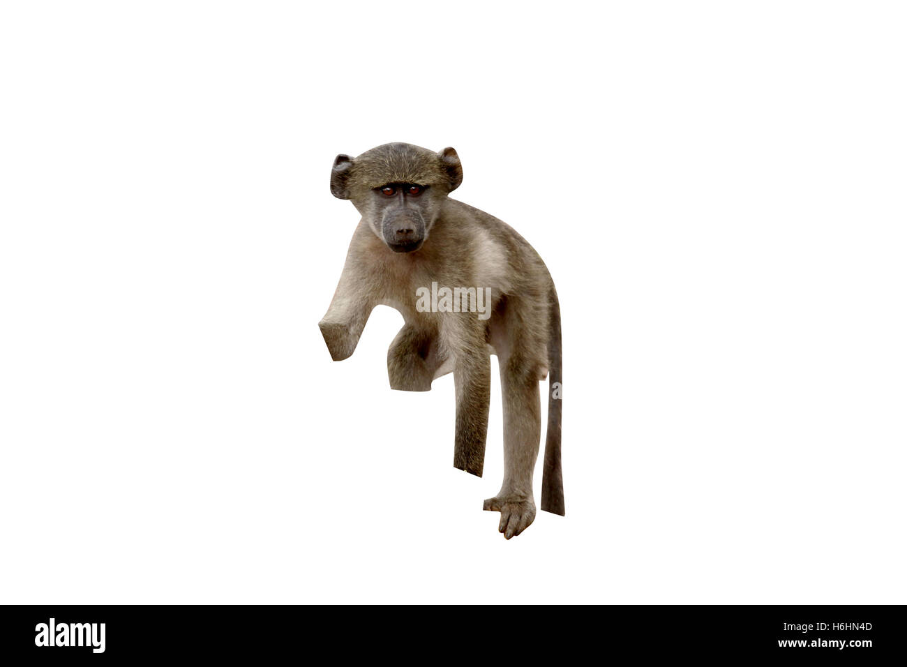 Chacma Pavian, Papio Ursinus, einziges Säugetier auf Ast, Südafrika, August 2015 Stockfoto