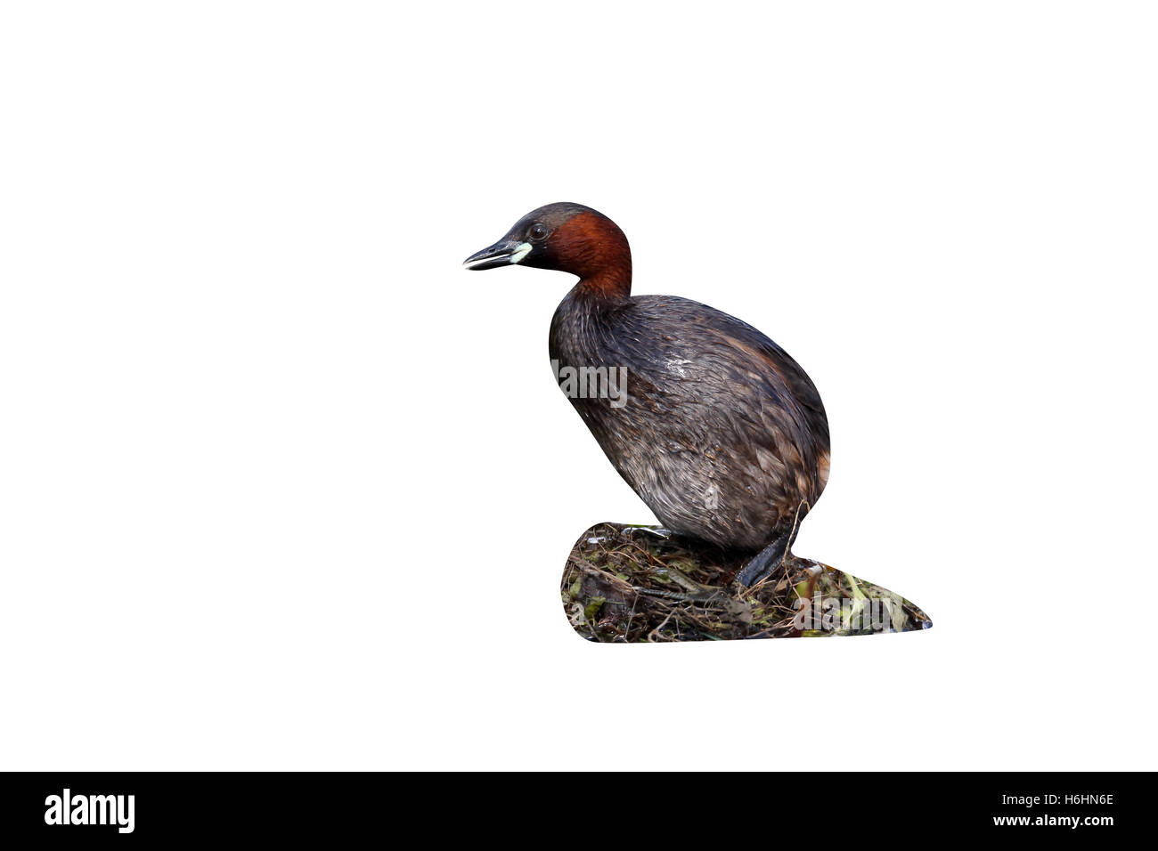 Wenig Grebe, Tachybaptus Ruficollis, einziger Vogel im Nest, Warwickshire, Juli 2014 Stockfoto Wenig Grebe, Tachybaptus Ruficollis, einziger Vogel im Nest, Warwickshire, Juli 2014 Stockfoto