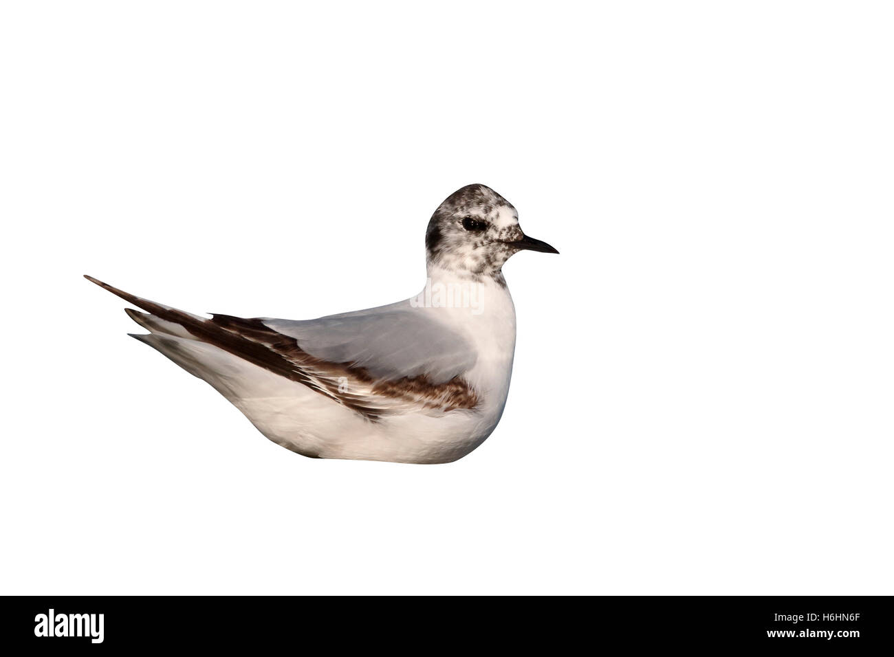 Kleine Möve, Larus Minutus, einziger Vogel im Wasser, Rumänien, Mai 2015 Stockfoto Kleine Möve, Larus Minutus, einziger Vogel im Wasser, Rumänien, Mai 2015 Stockfoto