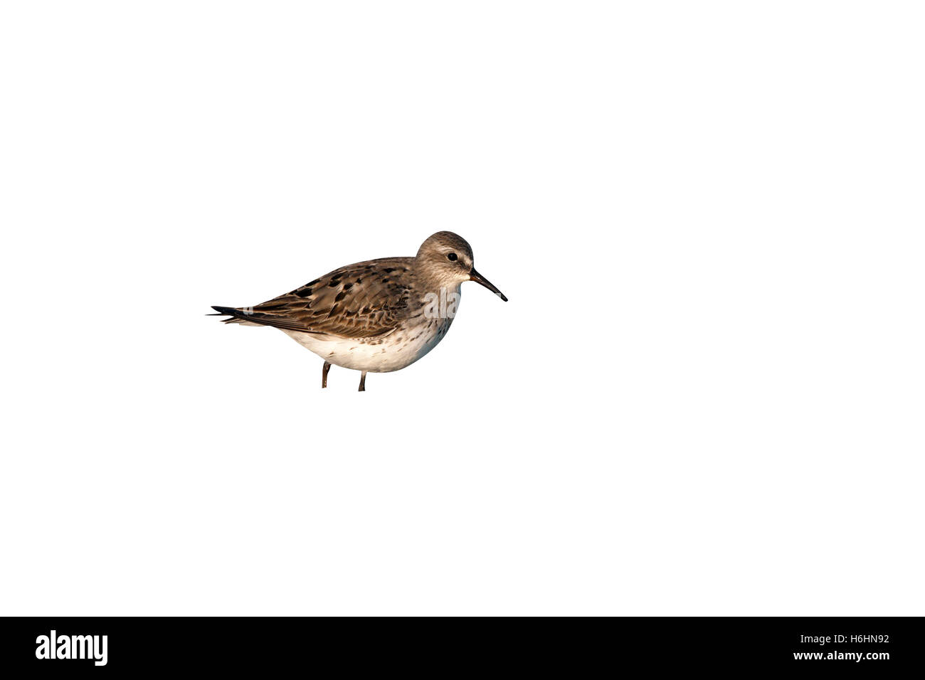 Weißes-rumped Flussuferläufer, Calidris Fuscicollis, New York, USA, Sommer Stockfoto
