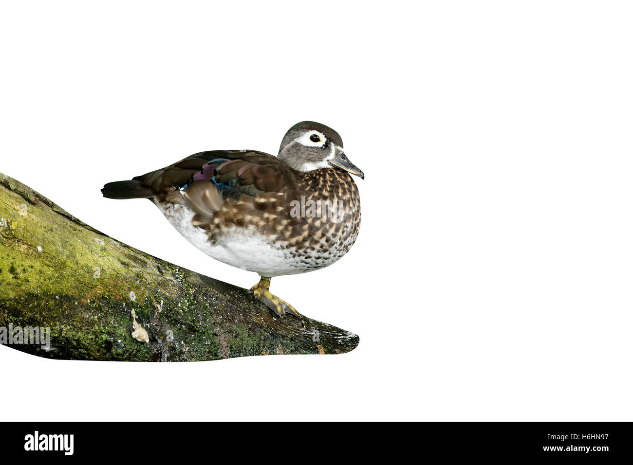 Holz-Ente oder Carolina Ente, Aix Sponsa, alleinstehende Frau auf Ast durch Wasser, Warwickshire, September 2012 Stockfoto