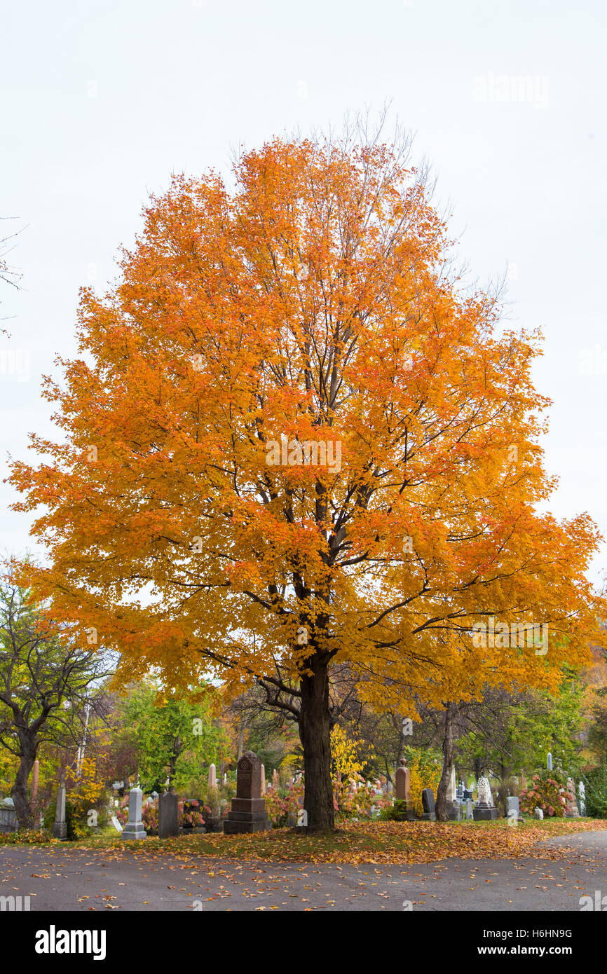 Herbst in Notre-Dame-des-Neiges Friedhof, Montreal Stockfoto
