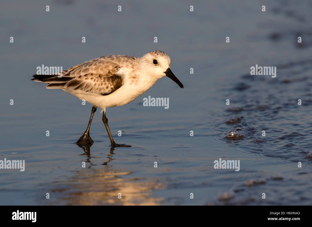 Sanderling (Calidris Alba) am Ozeanstrand am frühen Morgen, Galveston, Texas, USA Stockfoto
