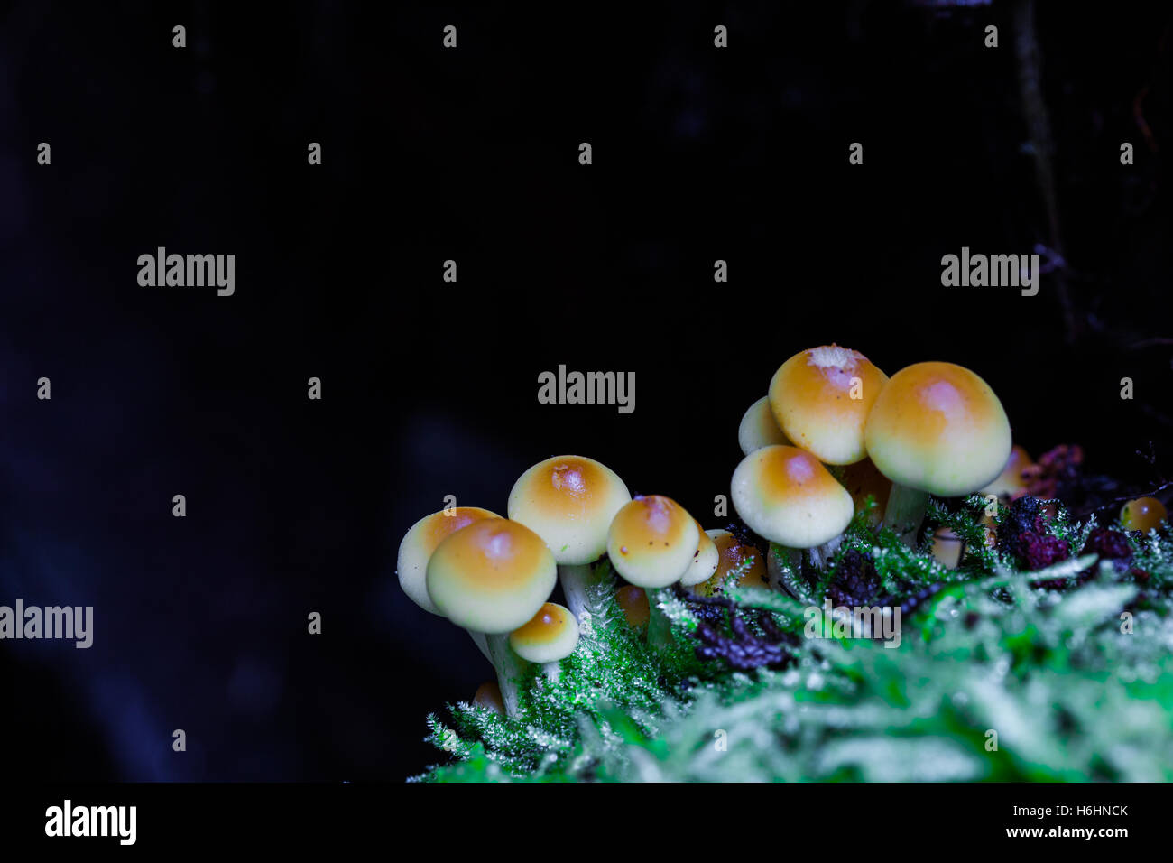 Gruppe von kleinen Pilze wachsen in einem hohlen Baumstumpf Stockfoto