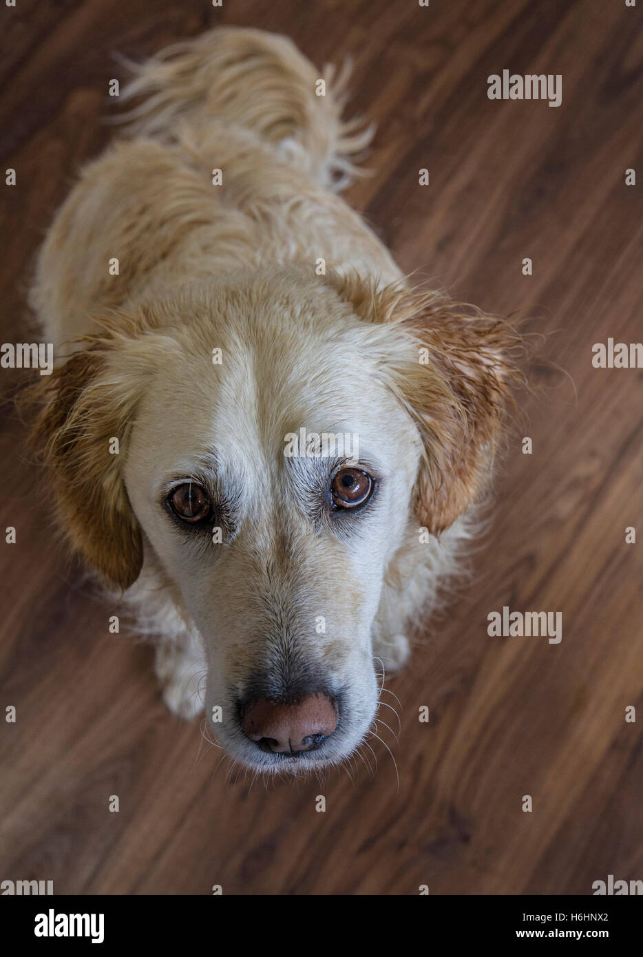 Hund mit liebenden Augen sehnsüchtig nachschlagen Stockfoto