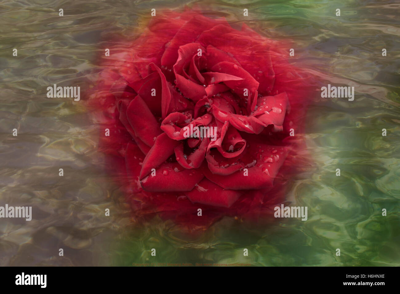 rote rose, hautnah unter Wasser Stockfoto