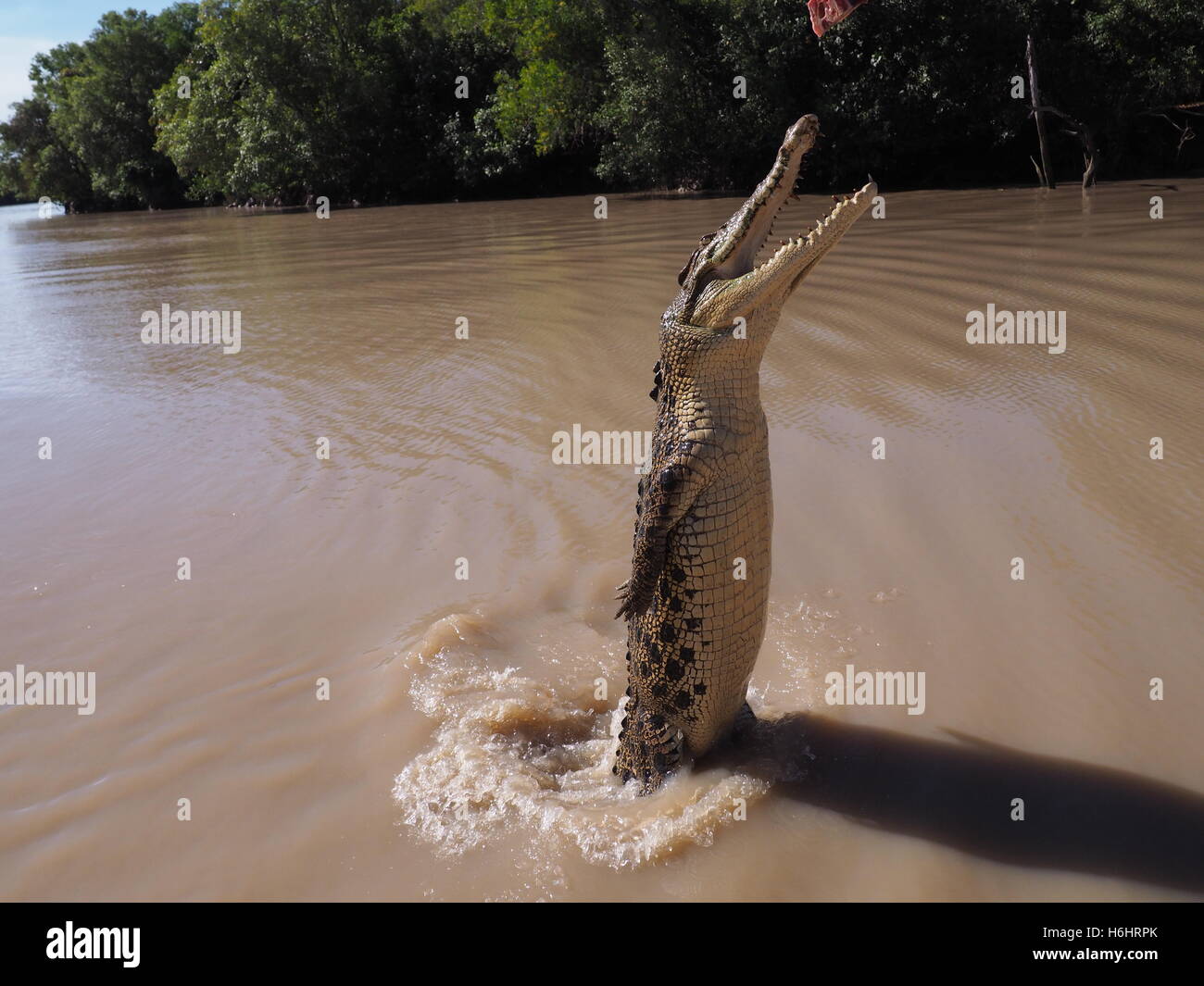 Einen großen Sprung (Fellows) Leistenkrokodil (Crocodylus Porosus) in einem australischen Fluss Stockfoto