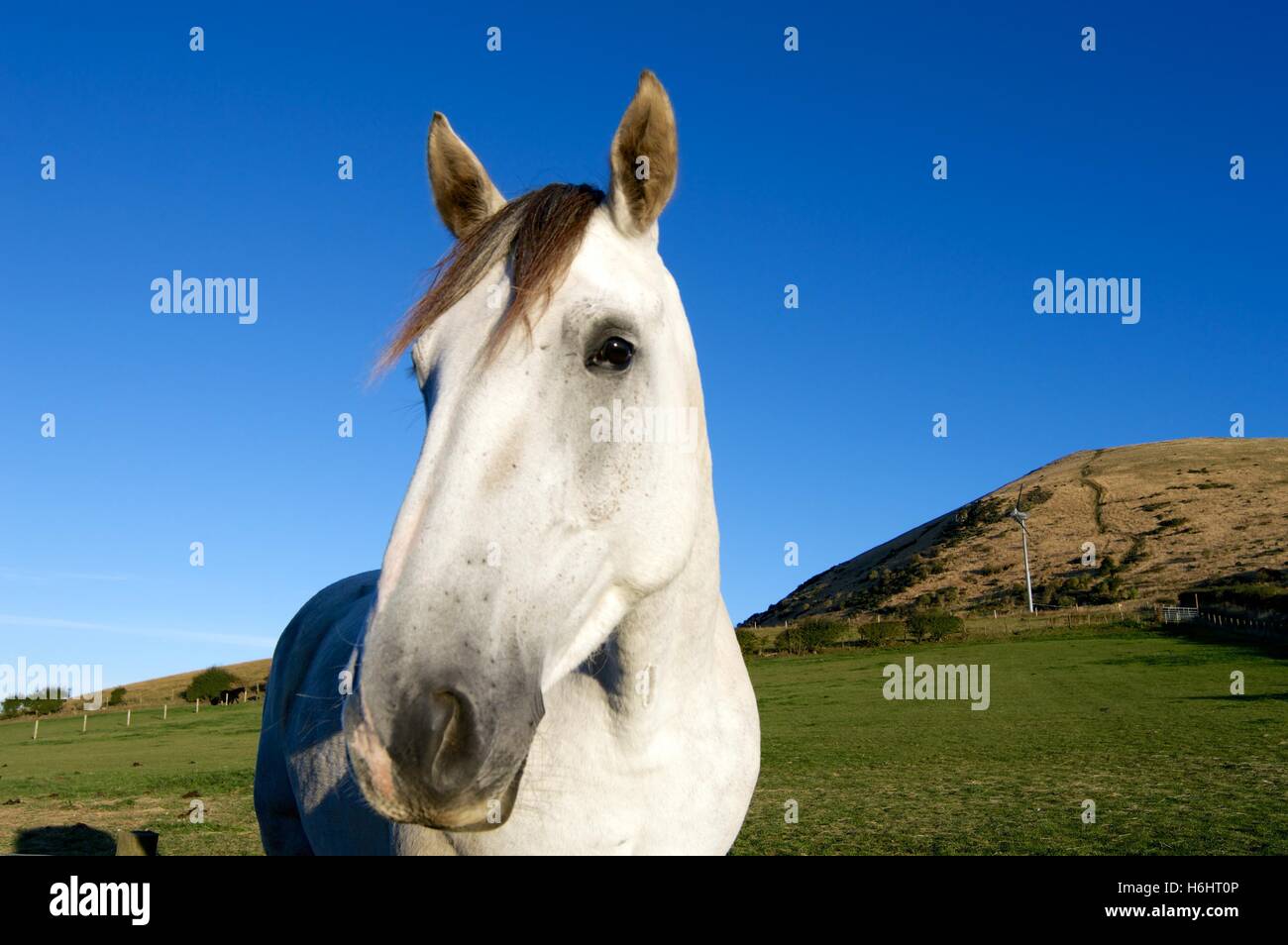 Schönen weißen Hengst Pferd Hügel am Largo Gesetz oberen Largo Fife Schottland Stockfoto