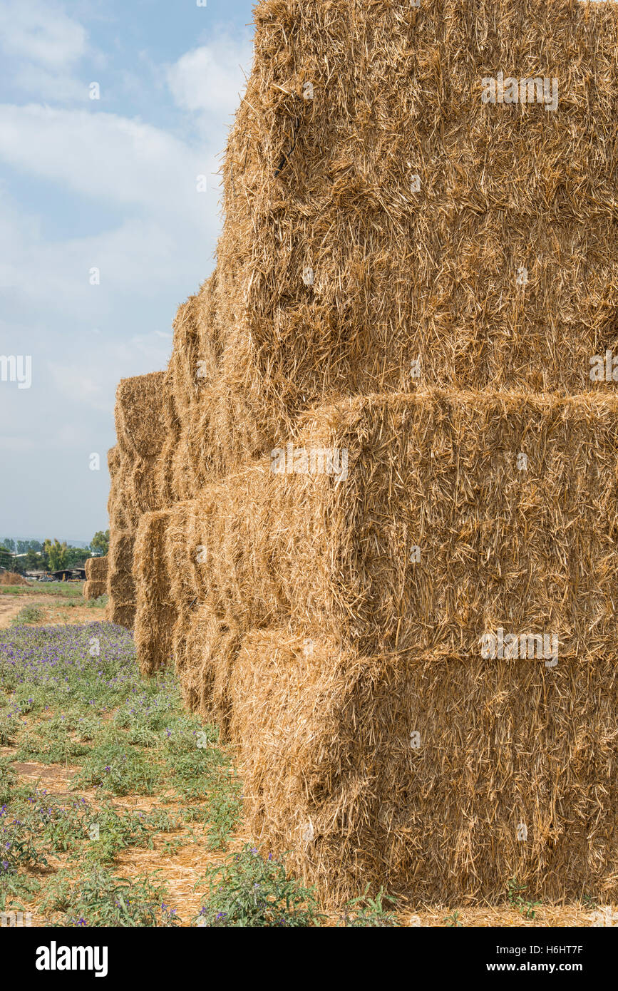 Weizen-Heuhaufen im Feld Stockfoto