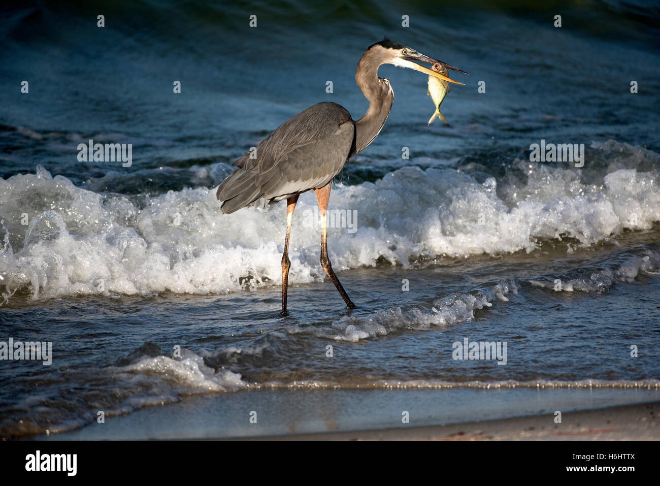 Great Blue Heron Pensacola Florida USA A Reiher mit Fisch im Schnabel an der Küste Stockfoto