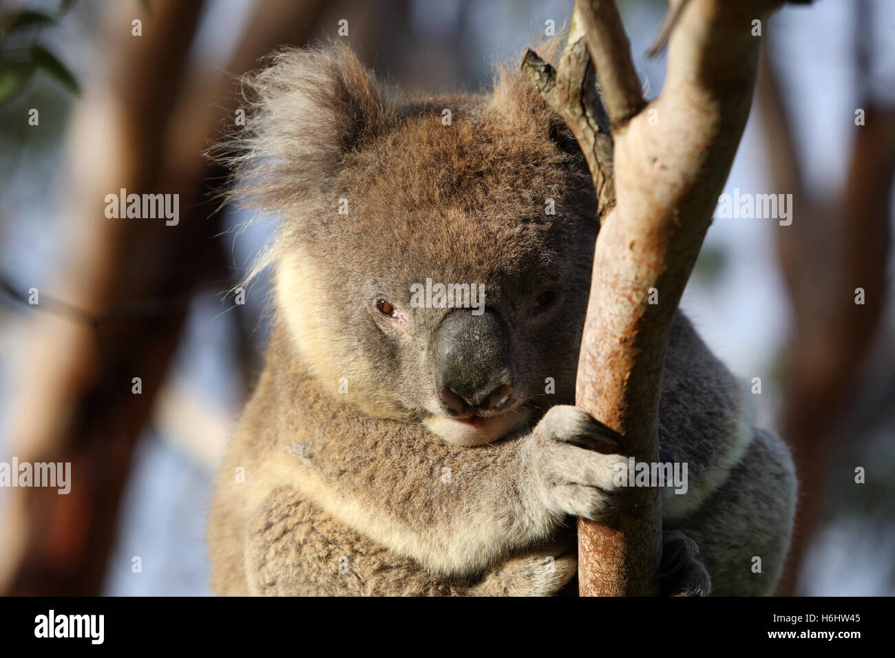 Koala in einer Kijiji. Great Otway National Park, Victoria, Australien. Stockfoto