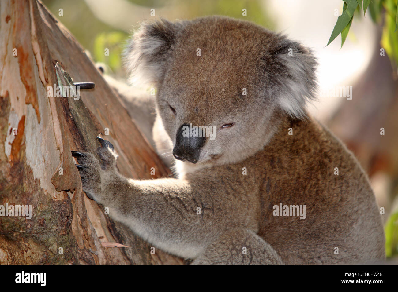 Koala in einer Kijiji. Great Otway National Park, Victoria, Australien. Stockfoto