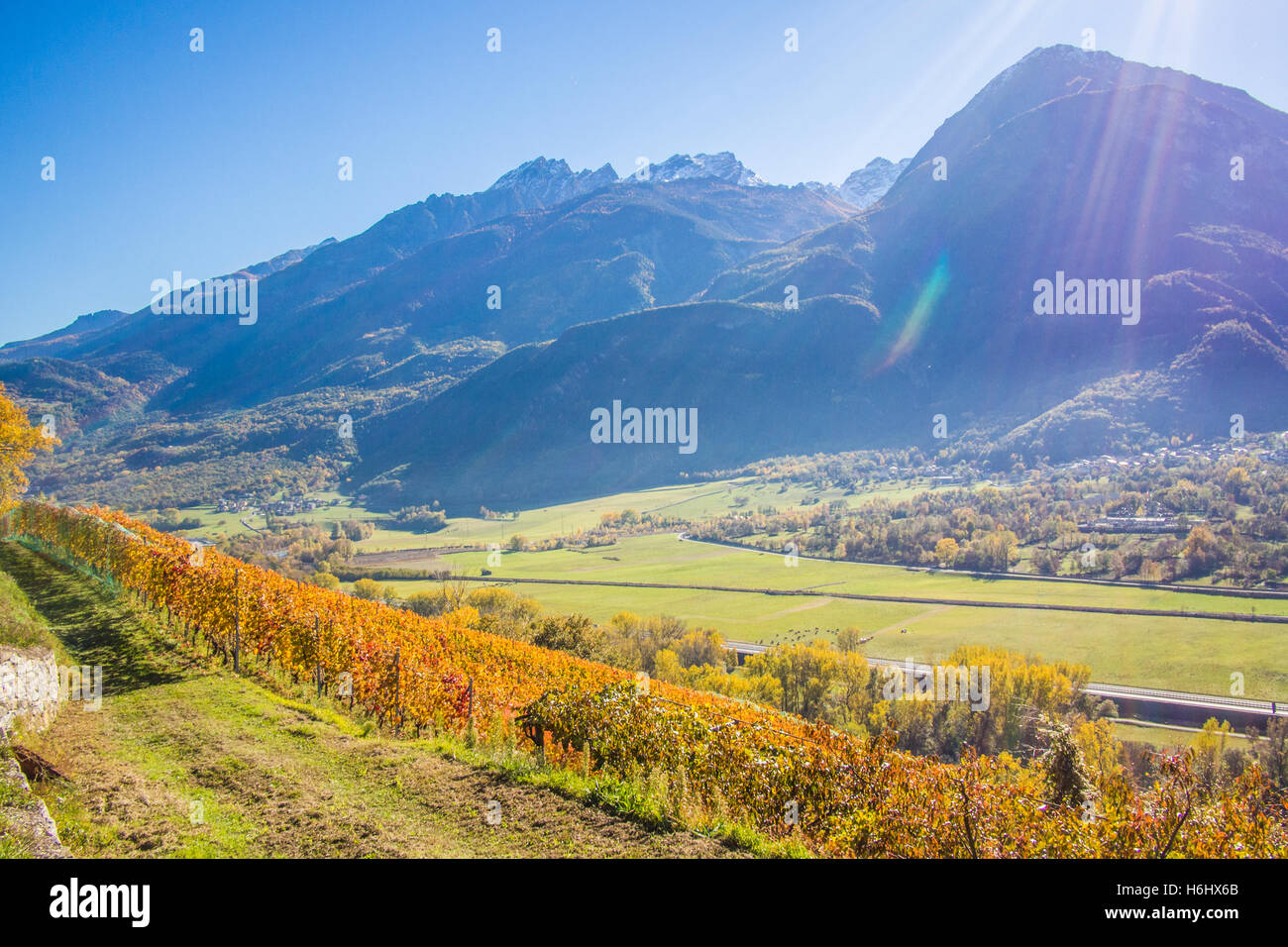 Weinberg im Herbst im Aosta-Tal mit Blick auf die Stadt von Fenis, Italien. Stockfoto