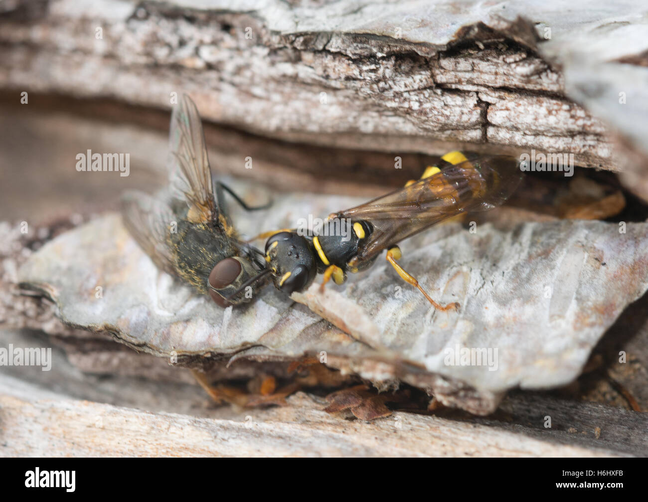 Feld Digger Wespe (Mellinus Arvensis) mit fliegen (Diptera sp) Beute Stockfoto