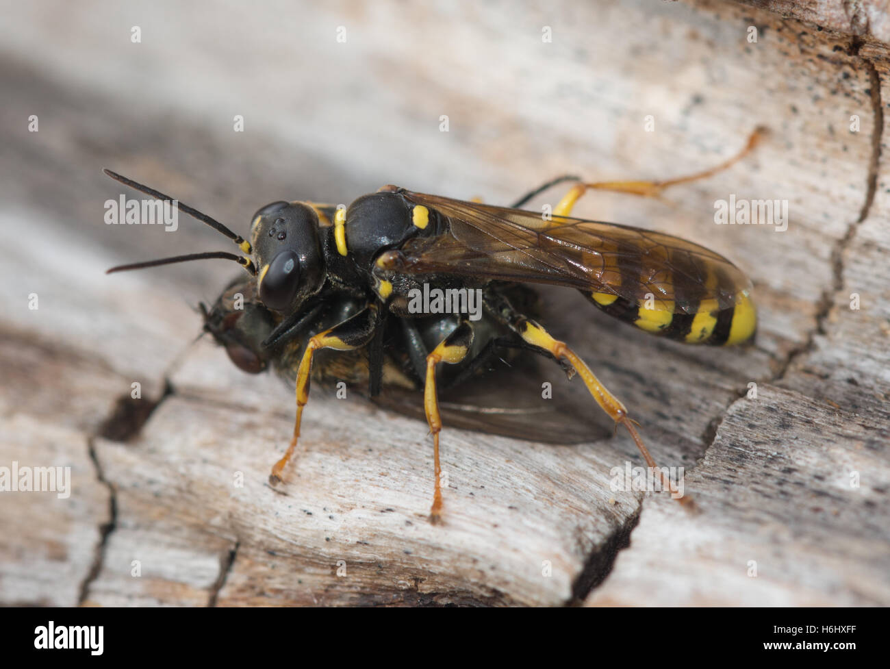 Feld Digger Wespe (Mellinus Arvensis) mit fliegen (Diptera sp) Beute Stockfoto