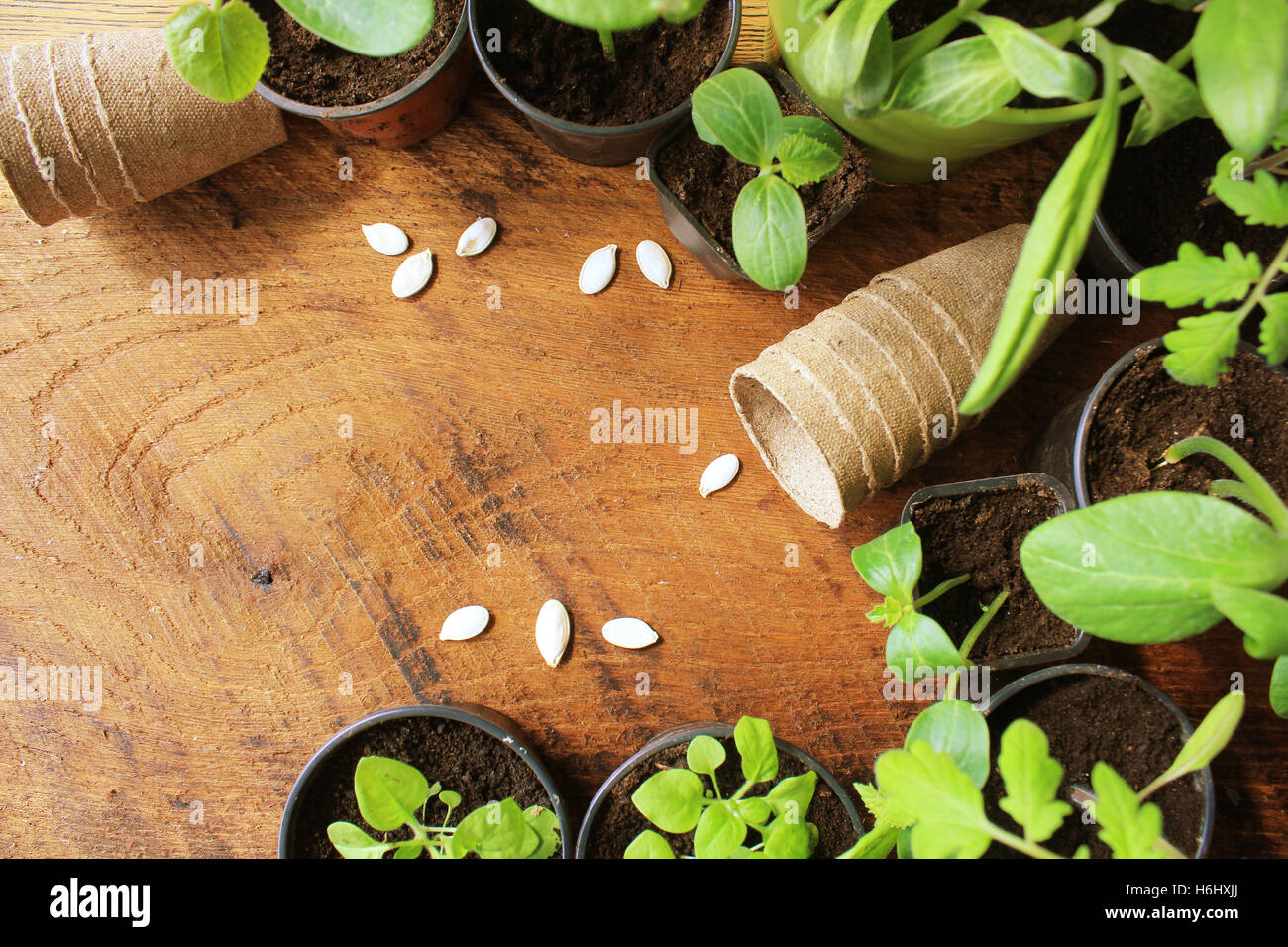 Gartenarbeit Konzept Hintergrund mit Freitext-Raum Stockfoto