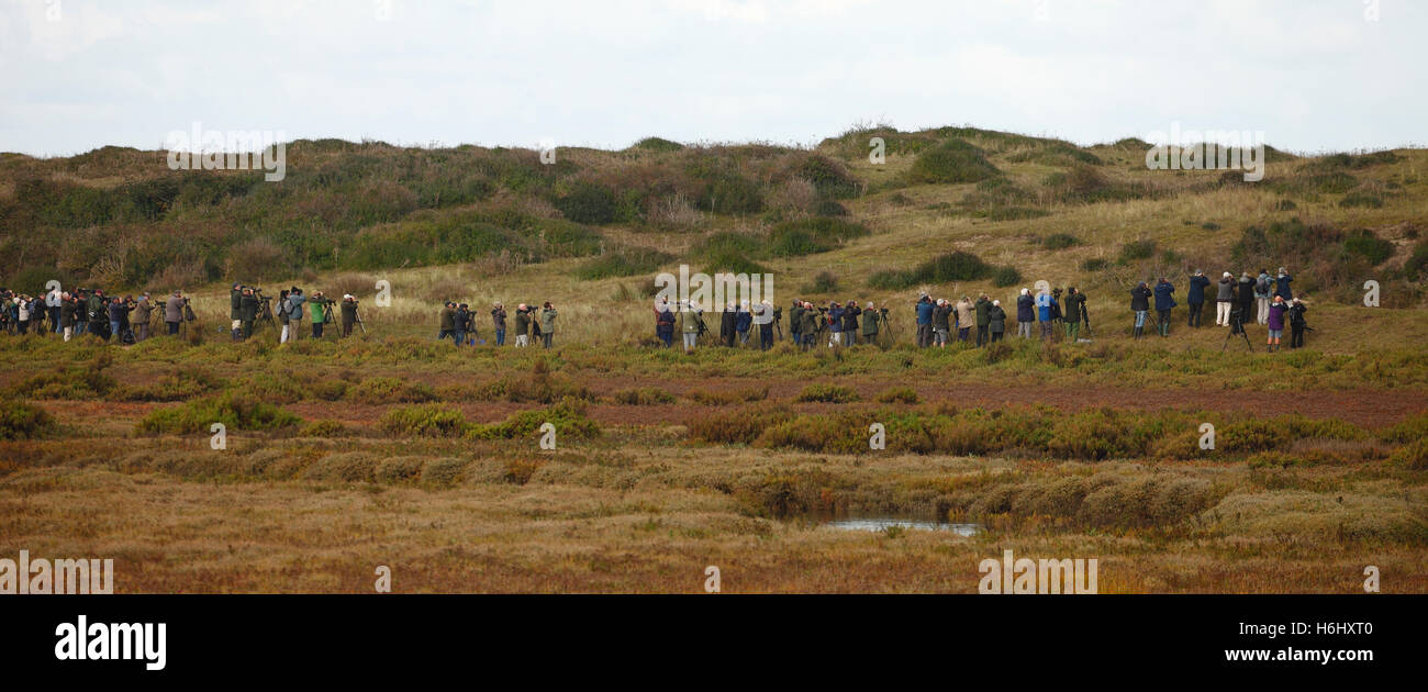 Vogelbeobachter an der Küste von Norfolk in der Hoffnung, die seltenen isabellinische Steinschmätzer (Oenanthe Isabellina) erblicken. Stockfoto